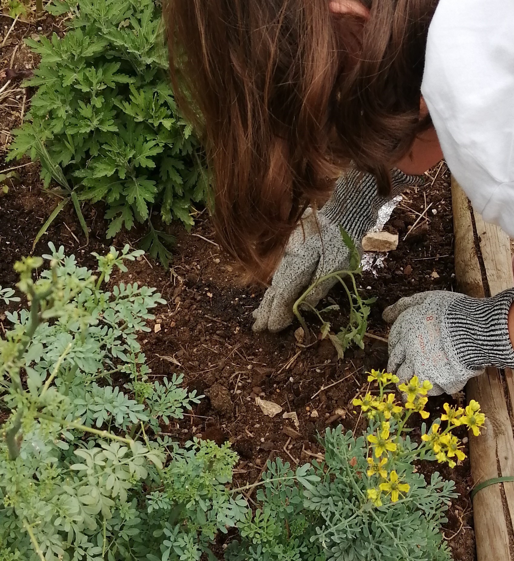 Foram plantadas novas plantas, que se estão a desenvolver bem e assim os alunos poderão colher e saborear.
