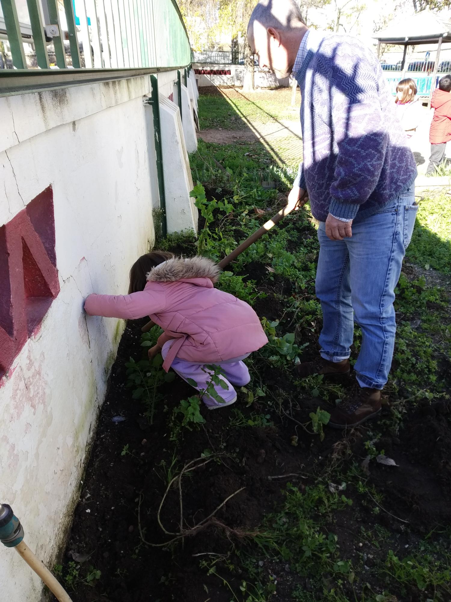 Sementeiras: Depois de exploradas algumas das características das plantas, a saber, a fixação de azoto na terra e a sua utilização na alimentação, os alunos do 1ºA semearam as favas.
