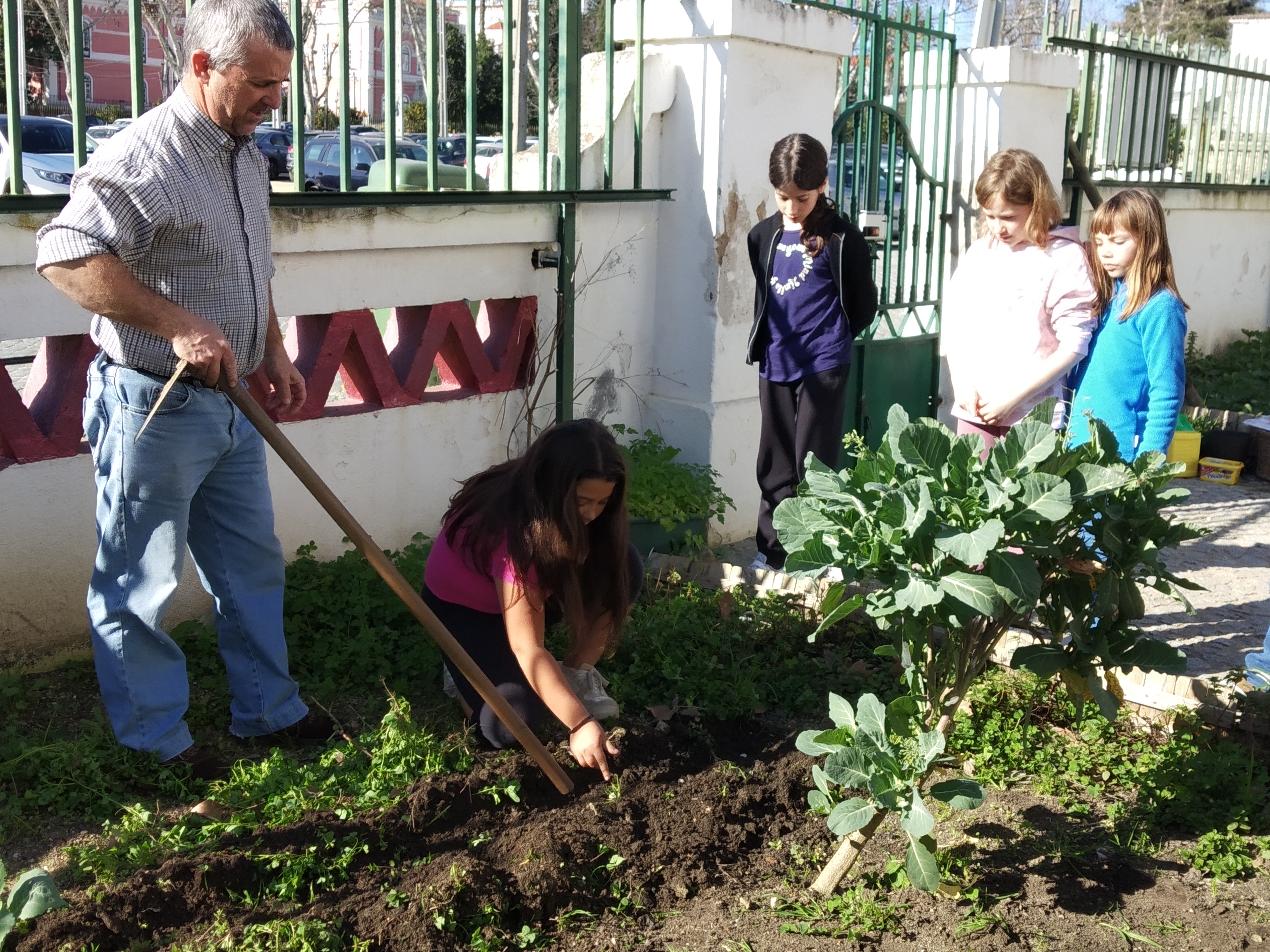 Sementeiras:Depois de exploradas algumas das características da planta, vantagens para a fixação do azoto no solo, pouca exigência em água, fácil adaptação a solos pobres e sua utilização na alimentação, os alunos da turma do 4º ano semearam os chícharos.