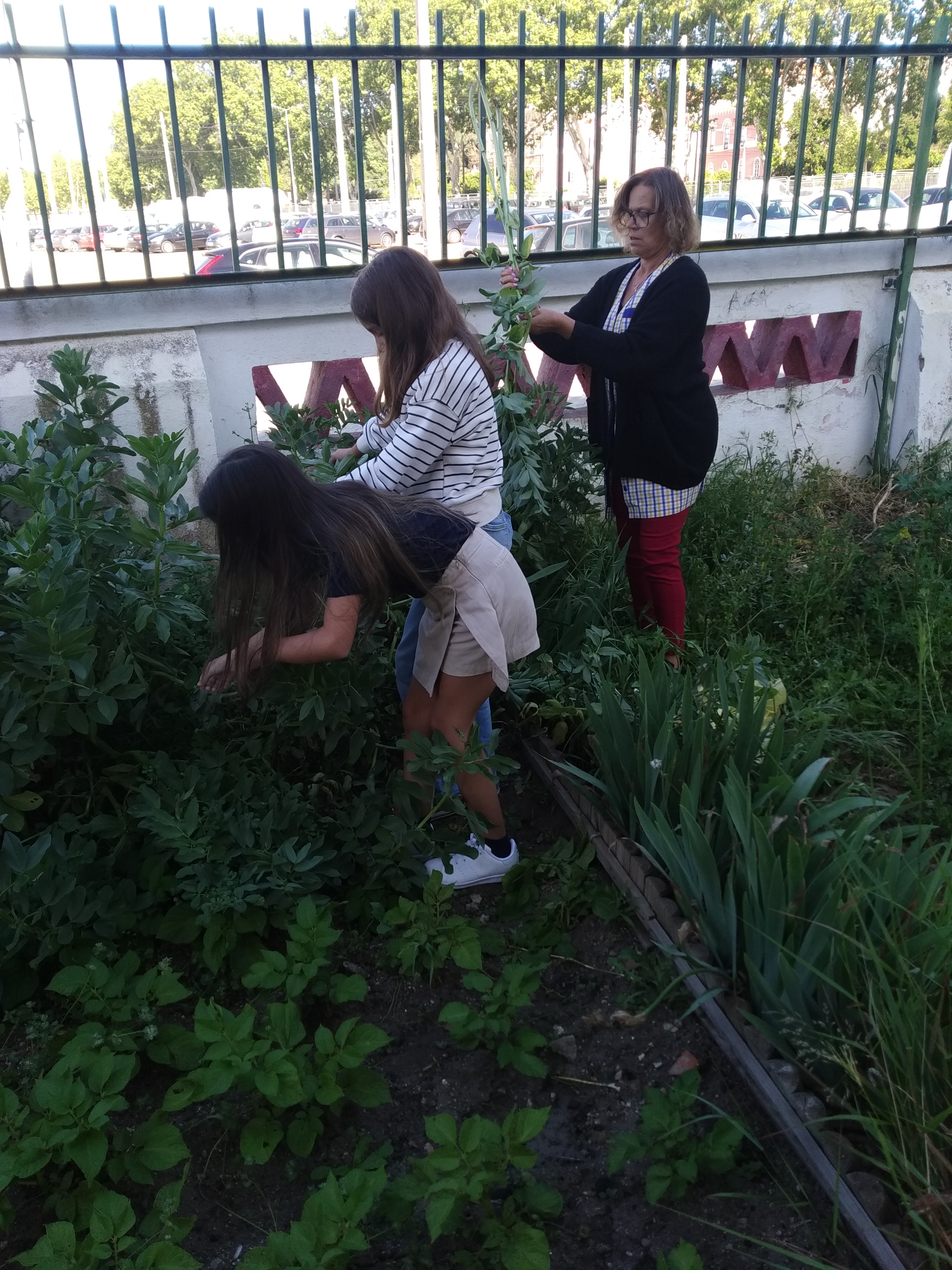 Apanha das favas - 3ºA: Os alunos desta turma colaboraram nesta atividade, com muito interesse e alegria. Este ano, a nossa plantação foi muito produtiva, tendo sido distribuída pelos alunos.
