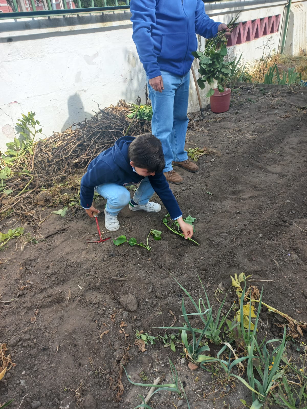 Plantação de batata doce- 1ºB: Os alunos desta turma participaram nesta atividade, com muito entusiasmo. Aprenderam o processo de plantação da batata doce, e verificaram a diferença com o semeio das batatas.