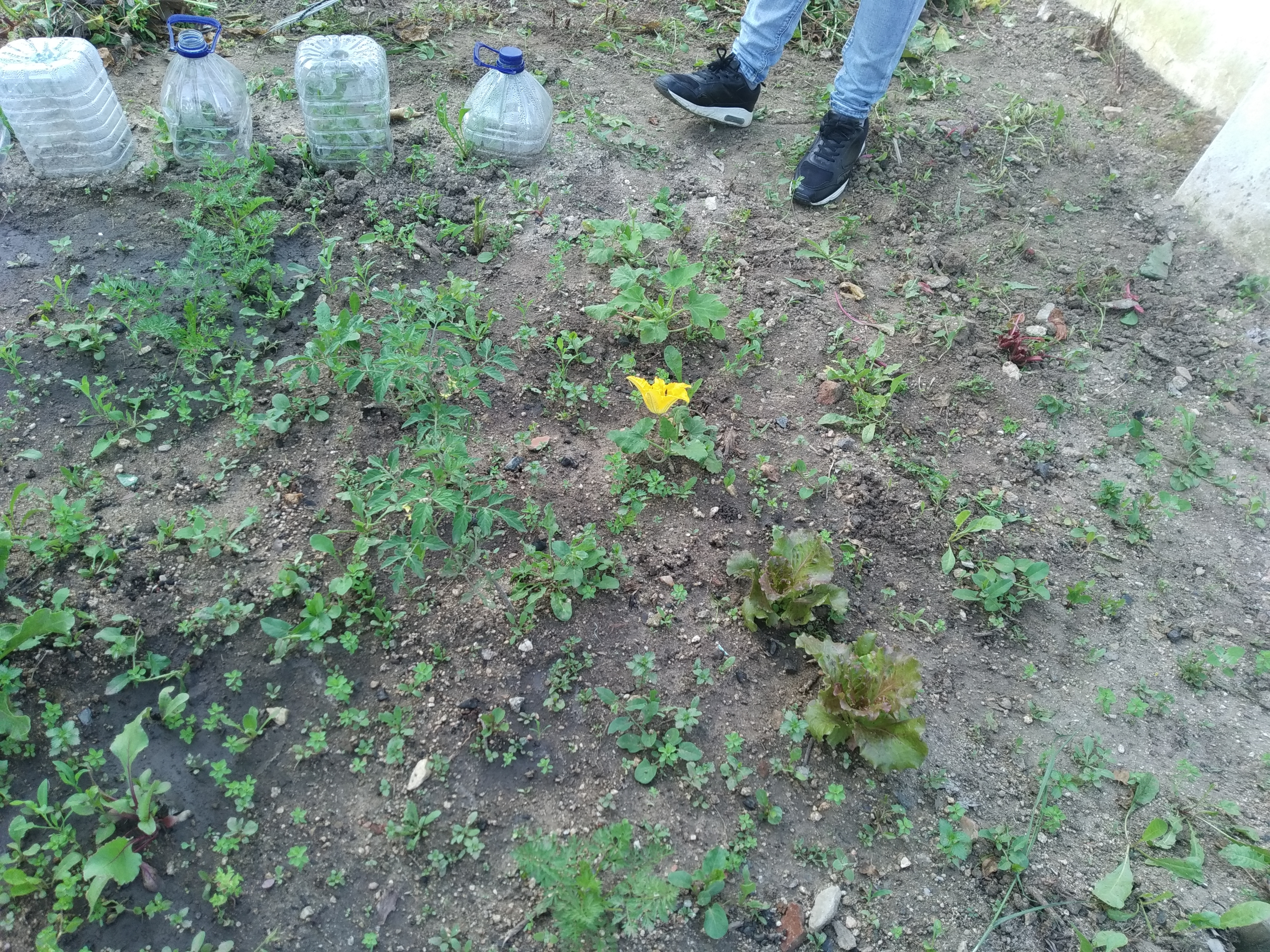 Semeio de alface,tomate,courgette e melância-1ºC:Os alunos e a professora desta turma resolveram semear legumes,no canteiro ao lado das acelgas,a fim de observarem o processo de germinação destas plantas.Ficaram com a responsabiidade de as regar e cuidar.