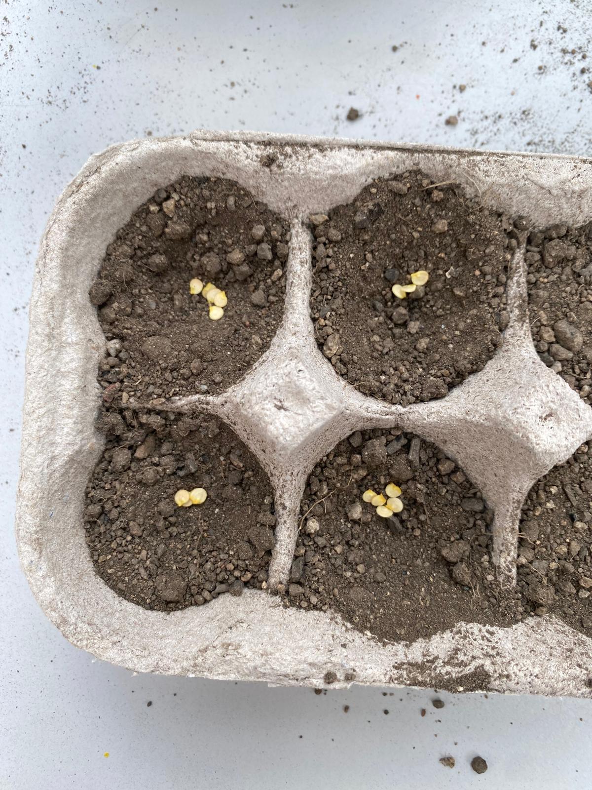 Semeio de pimentos - 3ºA:Os alunos desta turma,com a orientação da professora,semearam pimentos, a fim de verificarem o processo de germinação e de crescimento deste legume.O intuito desta atividade,será oferecer os pimentos ao refeitório da nossa escola.