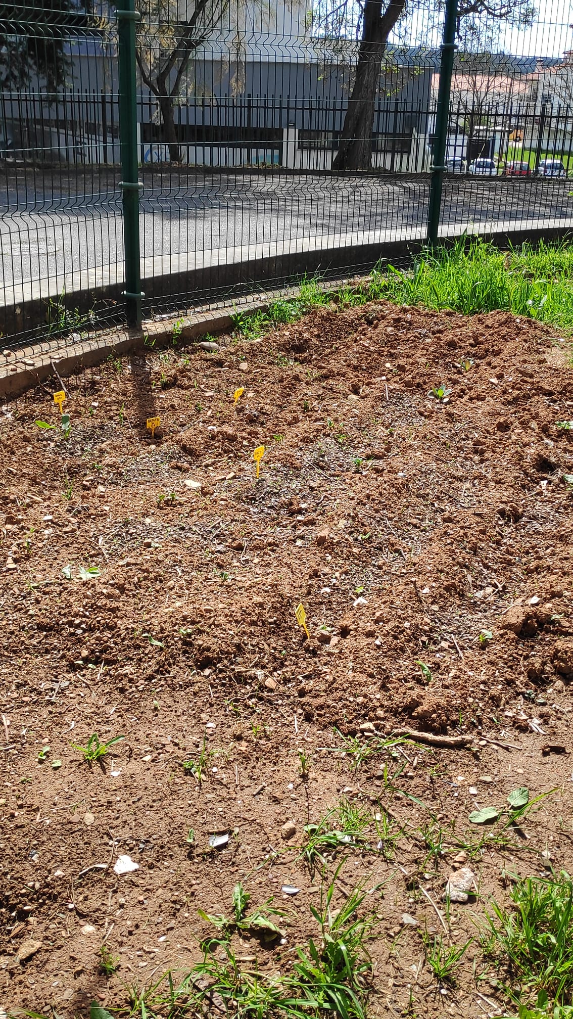 A nossa horta tem dois espaços e este foi utilizado para a sementeira de favas, que se encontram, aqui, em fase inicial de germinação.