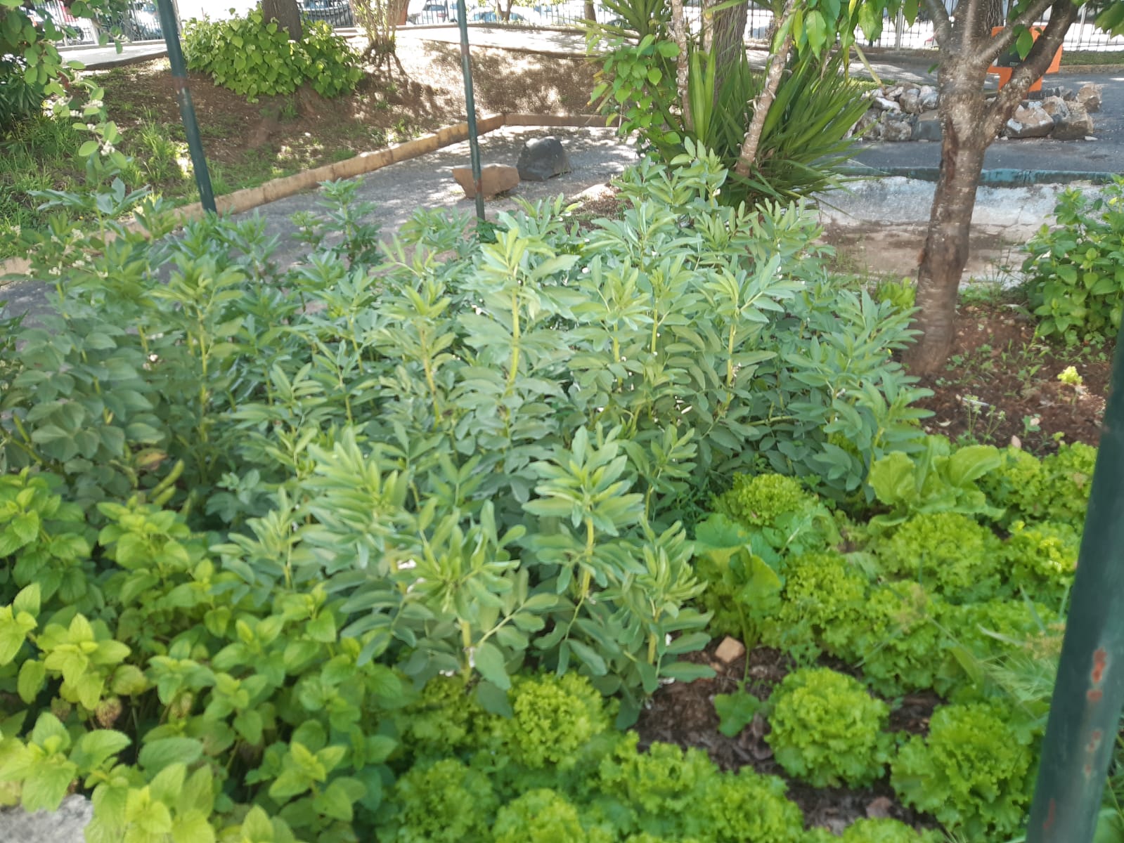 Alfaces e favas "a todo o vapor"