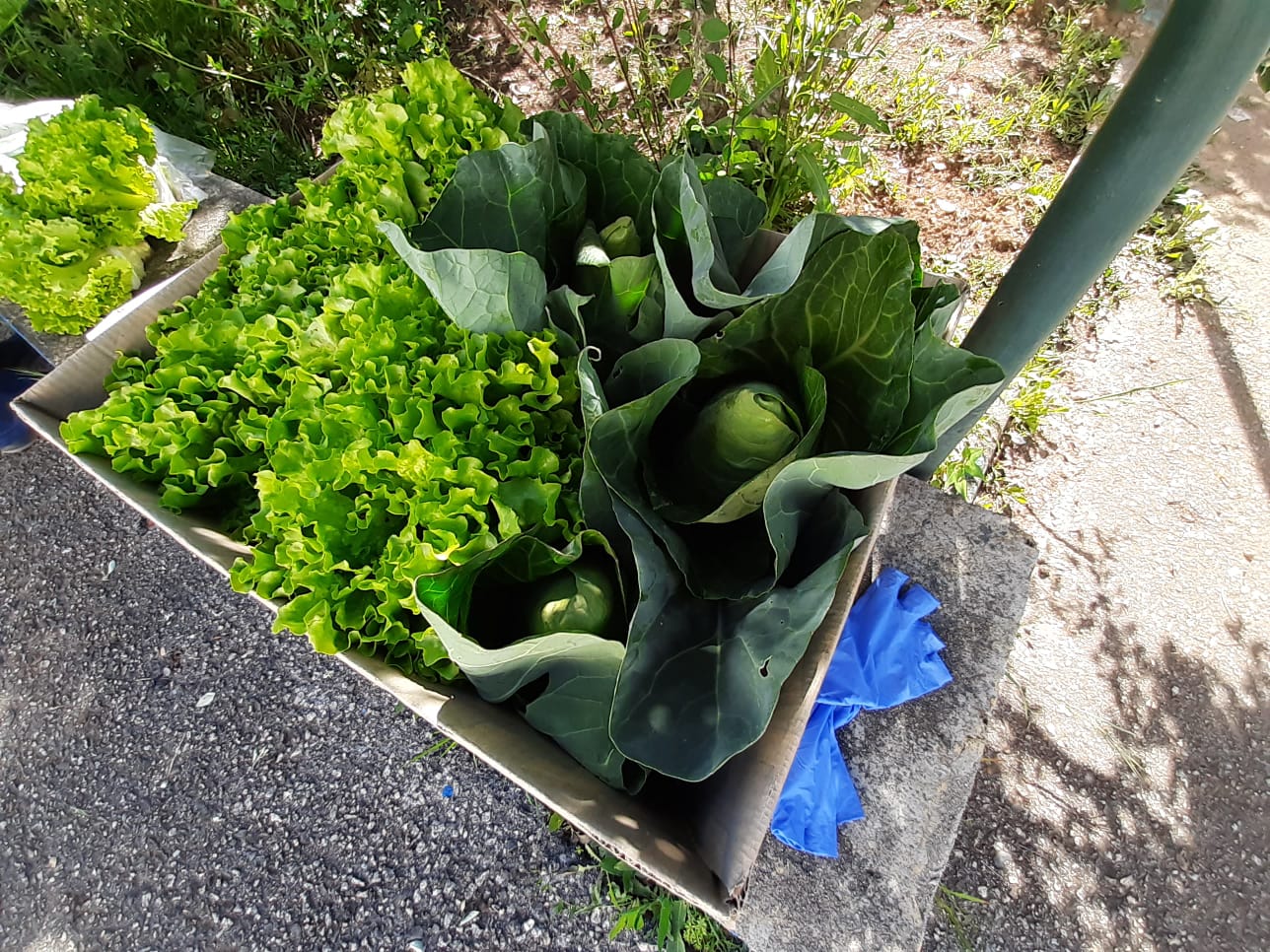 Colheita dos produtos hortícolas expostas para venda junto da comunidade.
