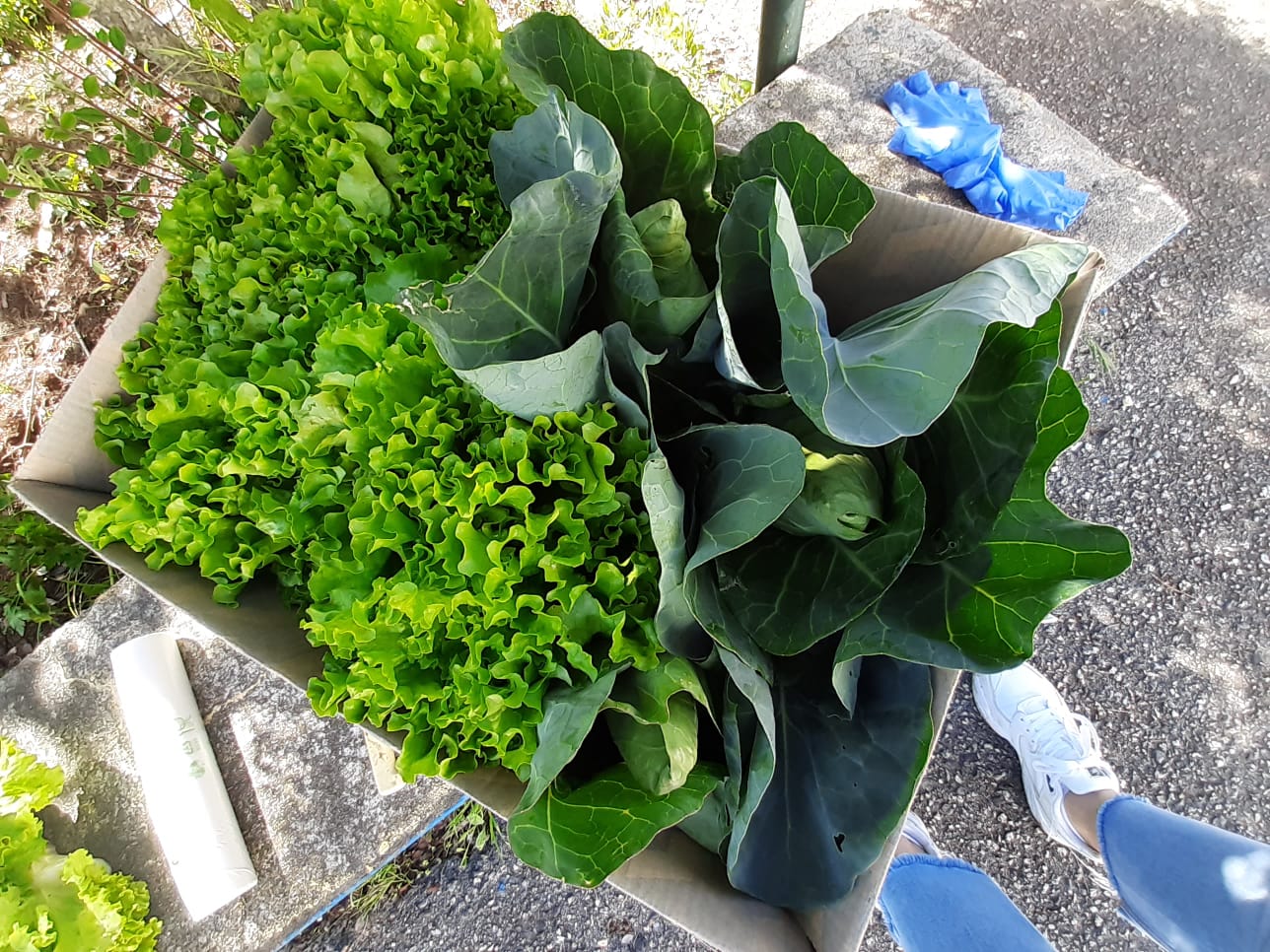 Colheita dos produtos hortícolas expostas para venda junto da comunidade.