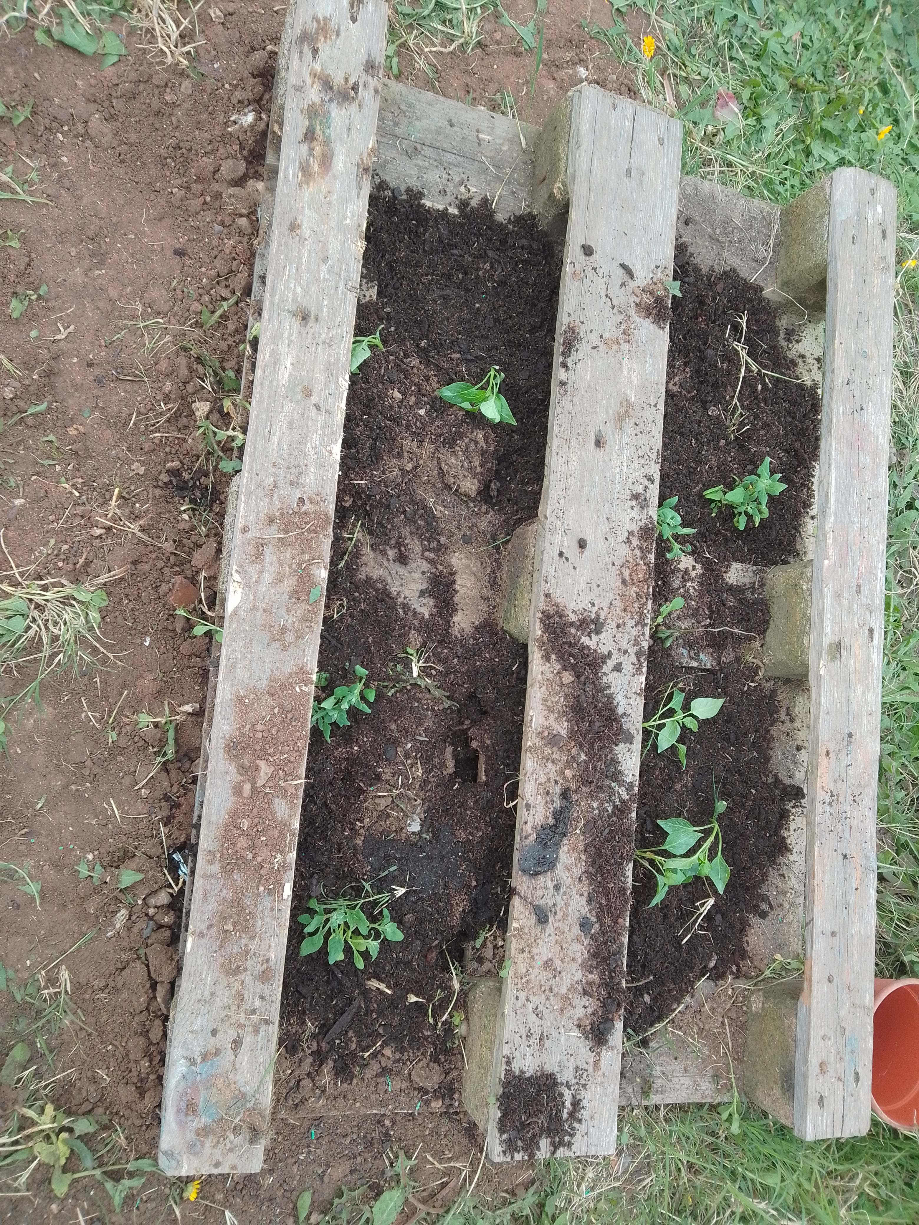 Resultado da plantação de espécies vegetais na horta