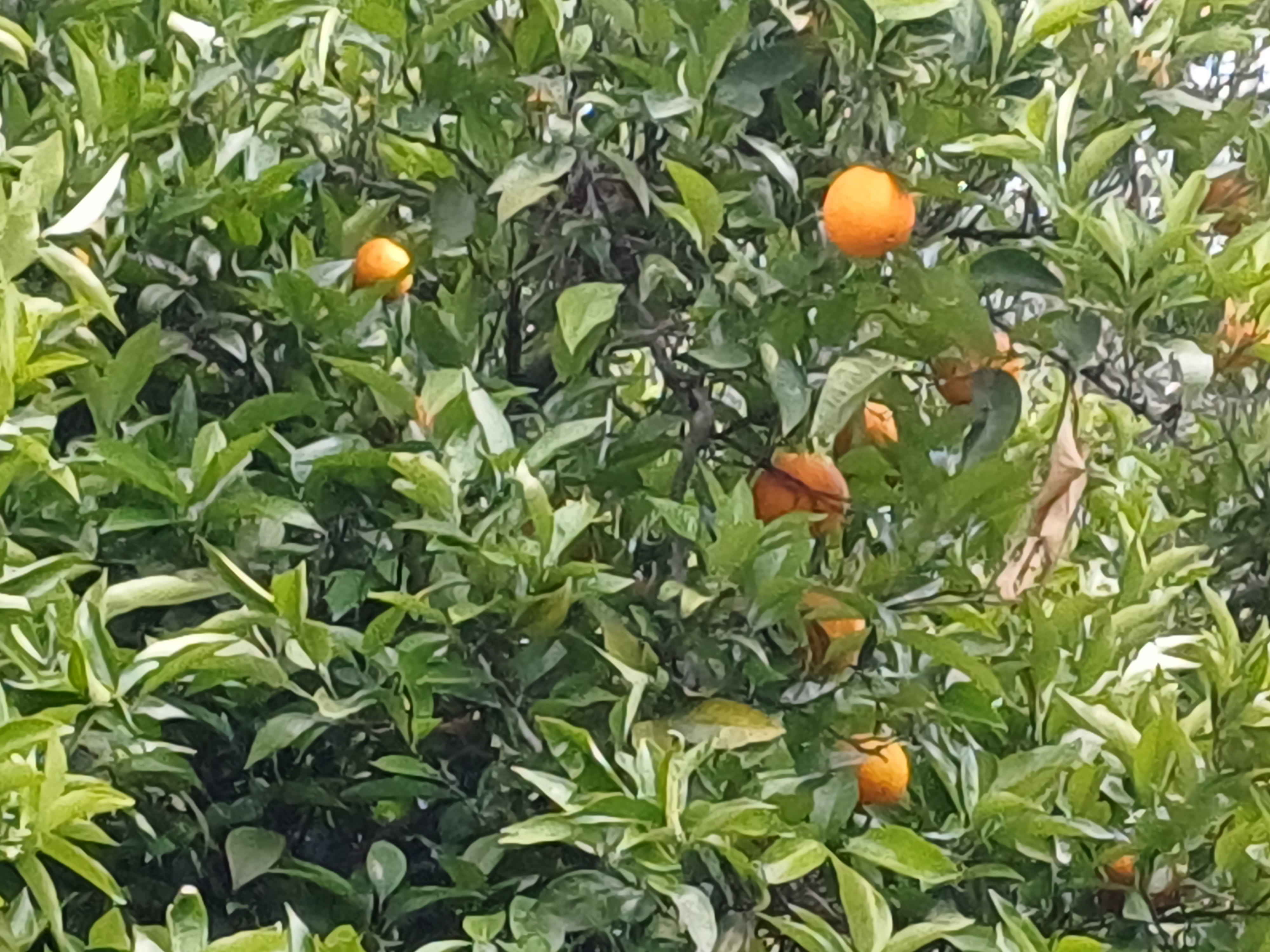 As nossas laranjeiras