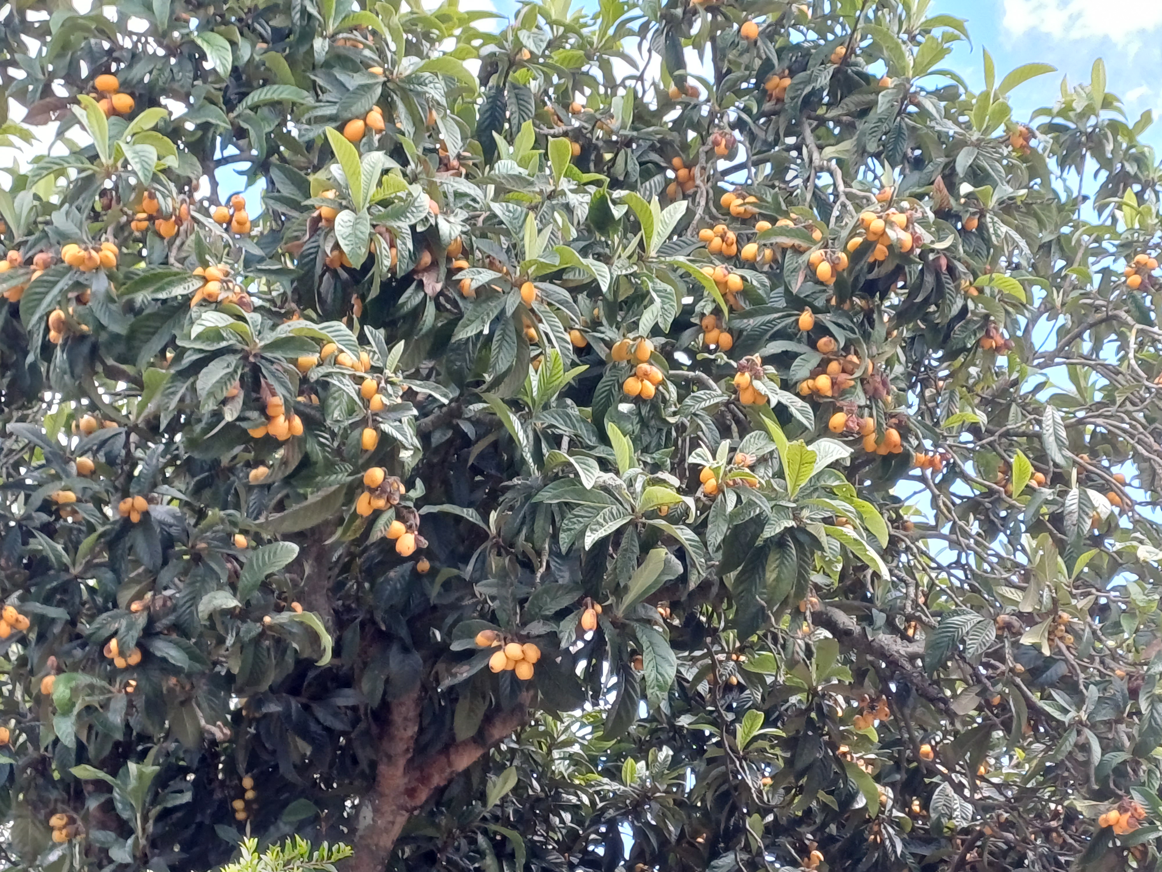 As nêsperas estão a ficar com uma linda cor...