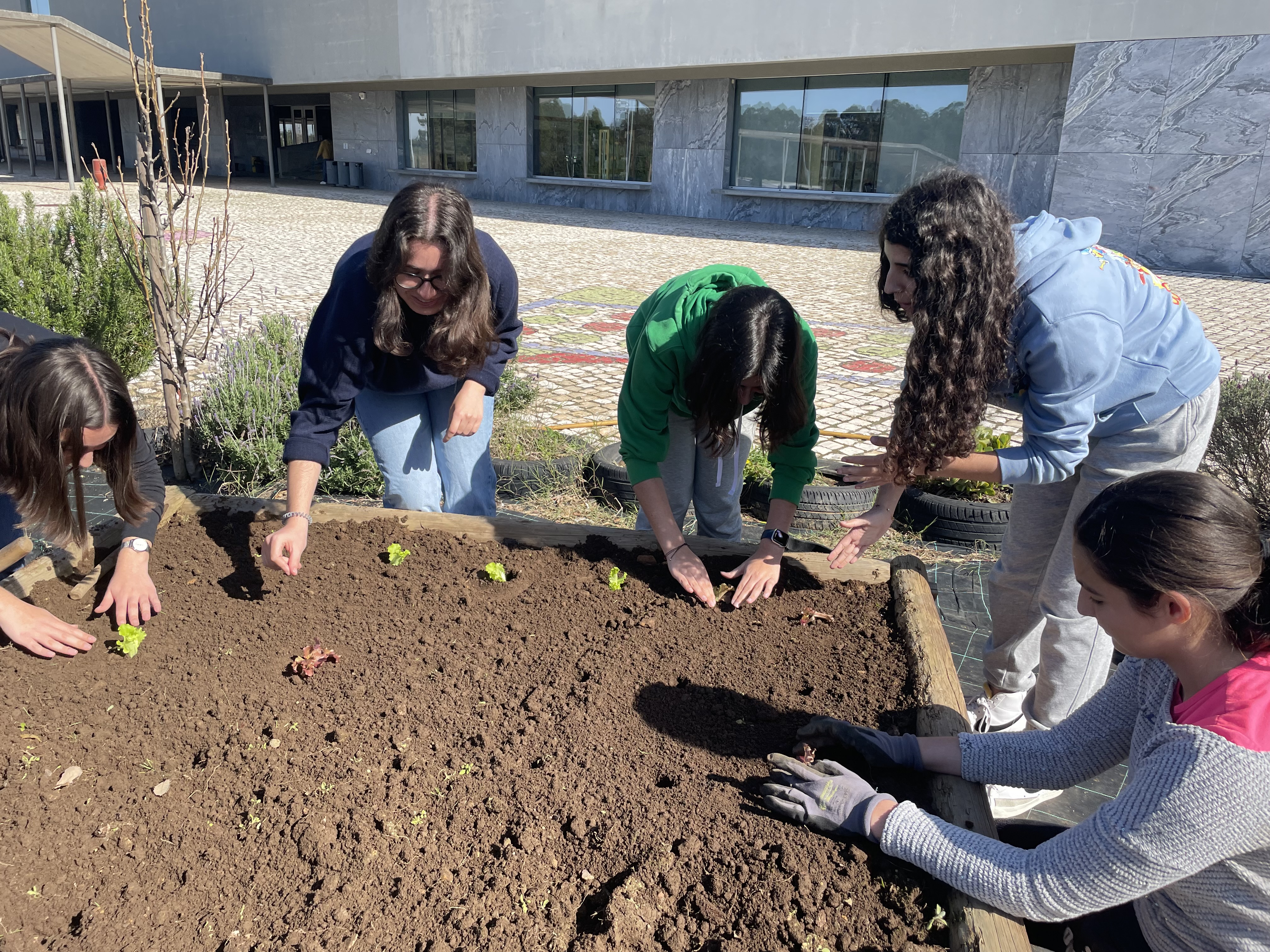 Plantação de alfaces, couves e sementeira de cenouras por alunos voluntários do 12ºano.