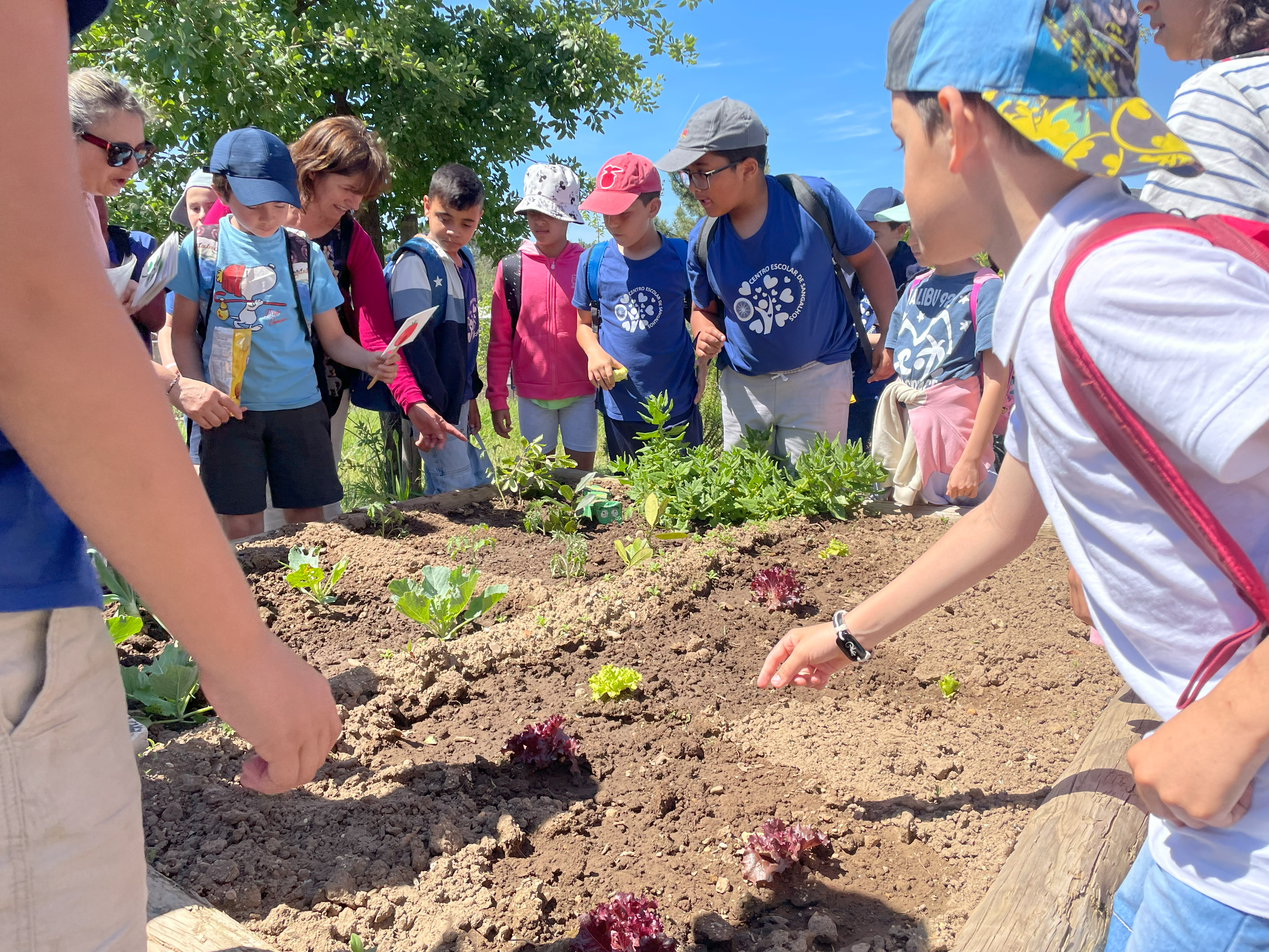 Visitantes na horta no "Dia Eco Escolas". Contacto com a biodiversidade existente  na horta. Escuta atenta sobre as plantas e os cuidados a ter com as mesmas.