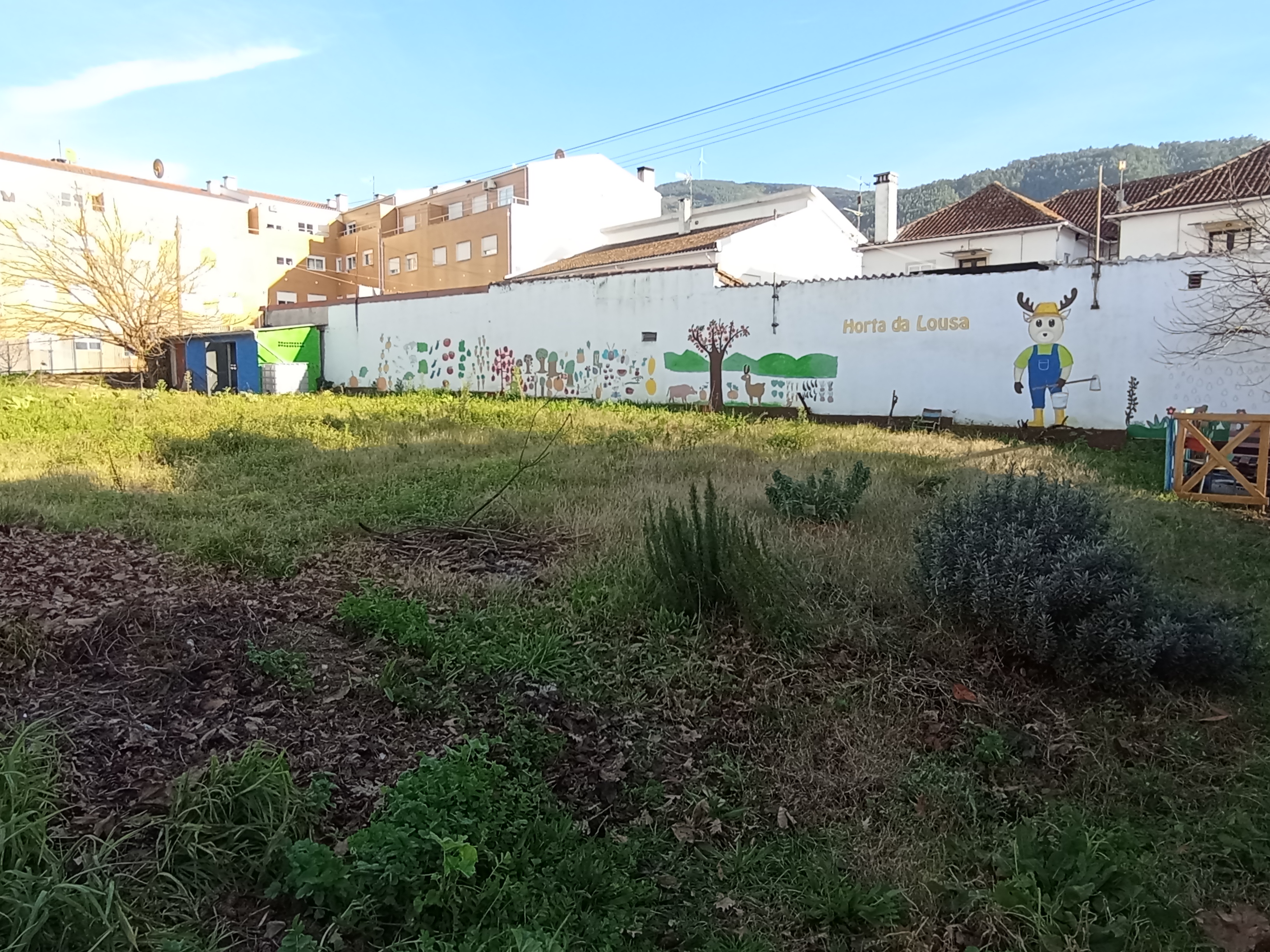 Canteiro de aromáticas: sálvia, alecrim, salsa, coentros,...