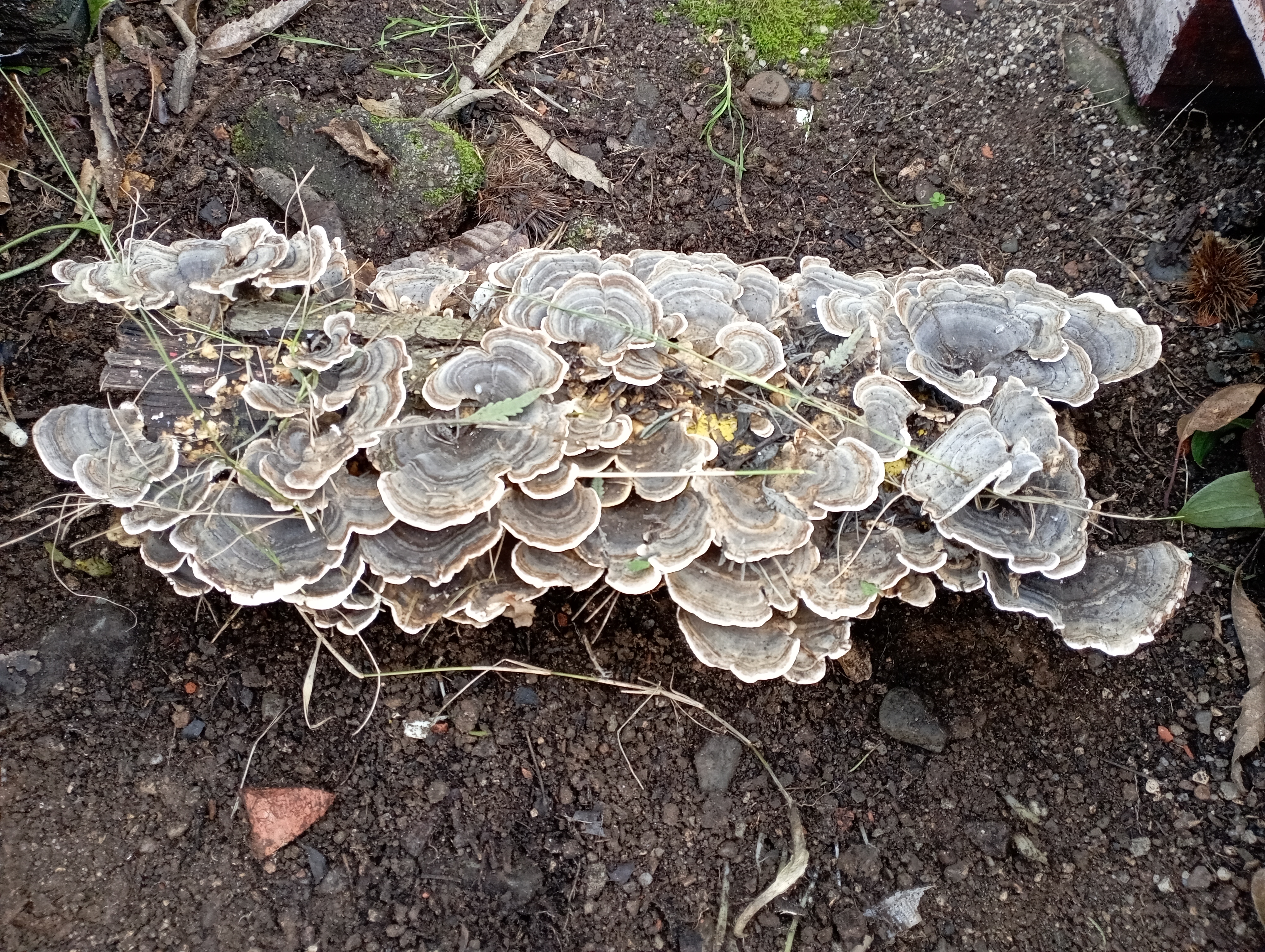 Pormenor de fungos num tronco junto ao castanheiro.