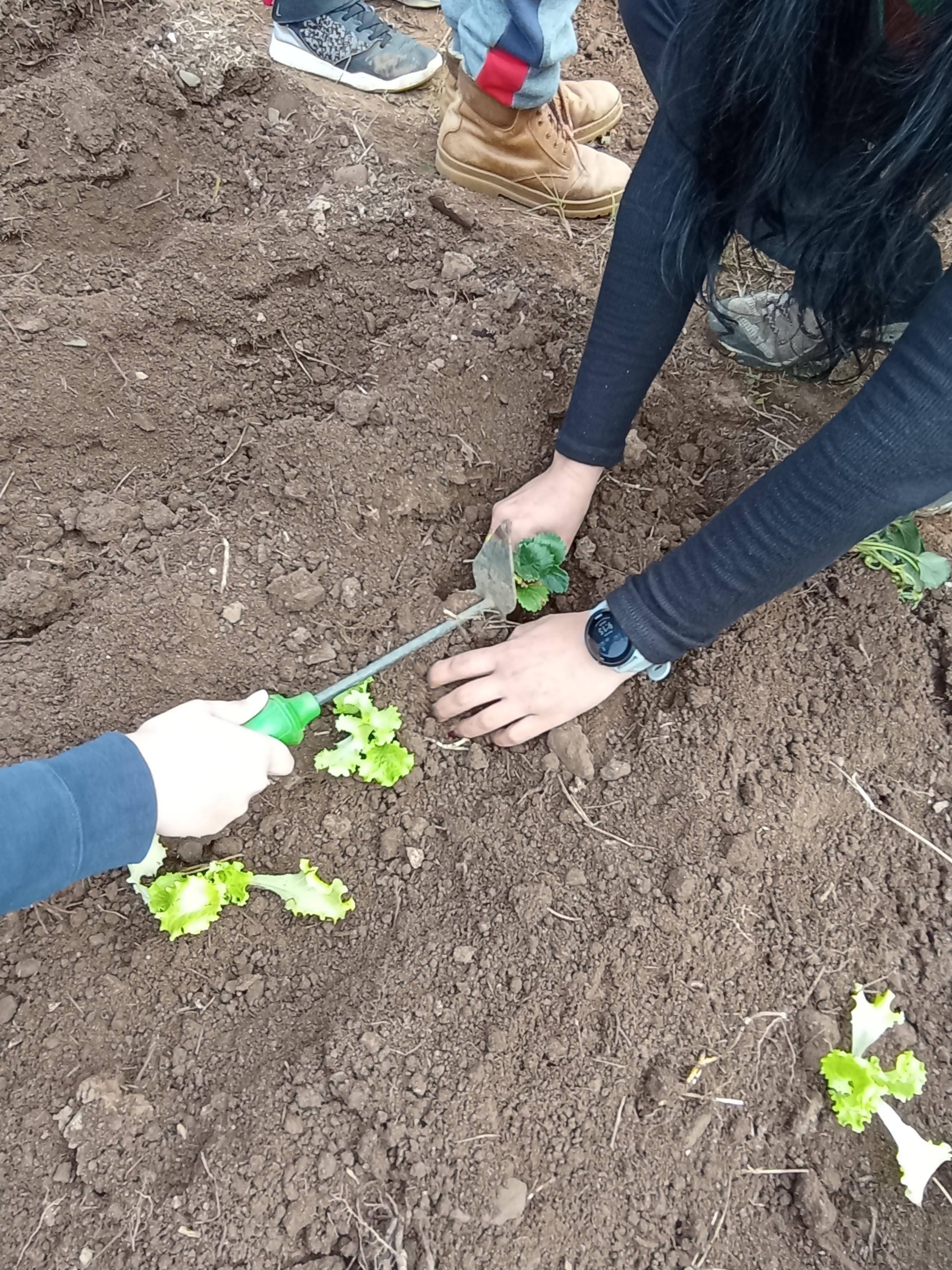 Plantação de alface e morangueiros