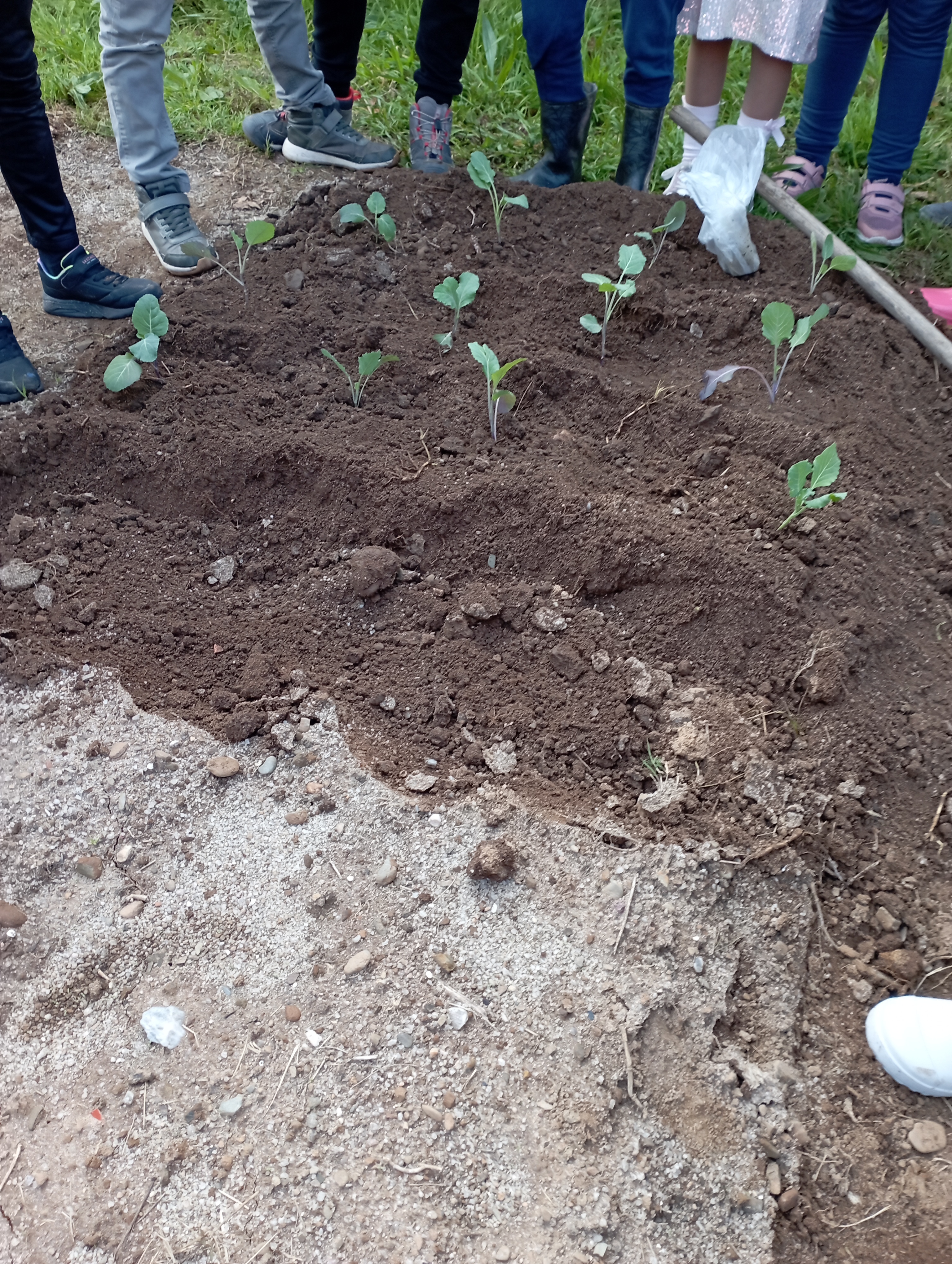Plantação de couves