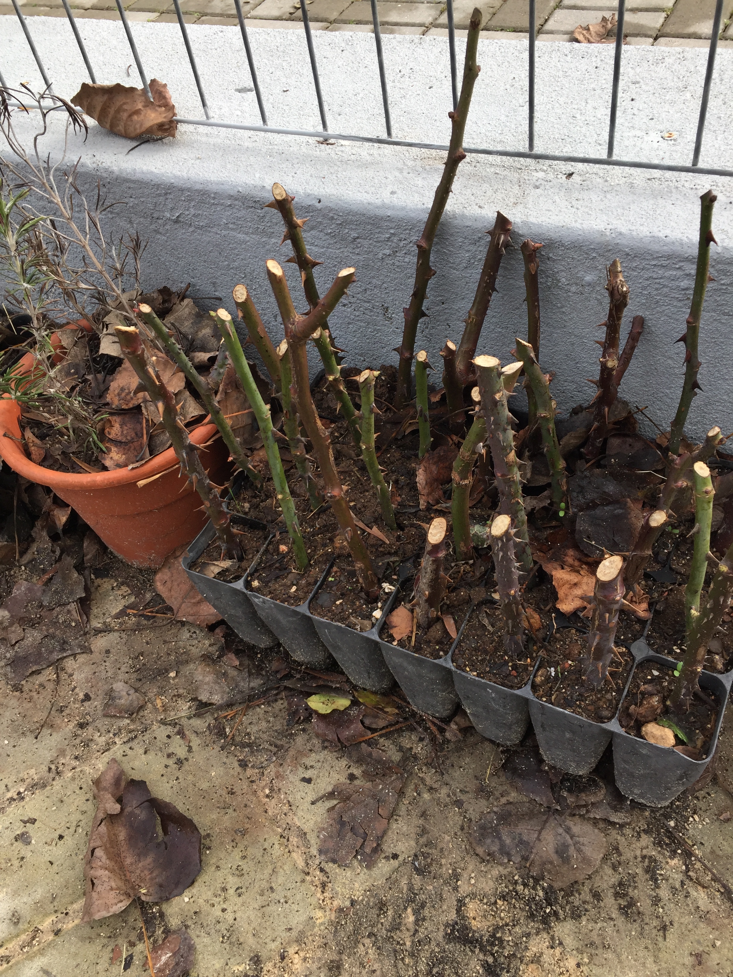 Estacaria