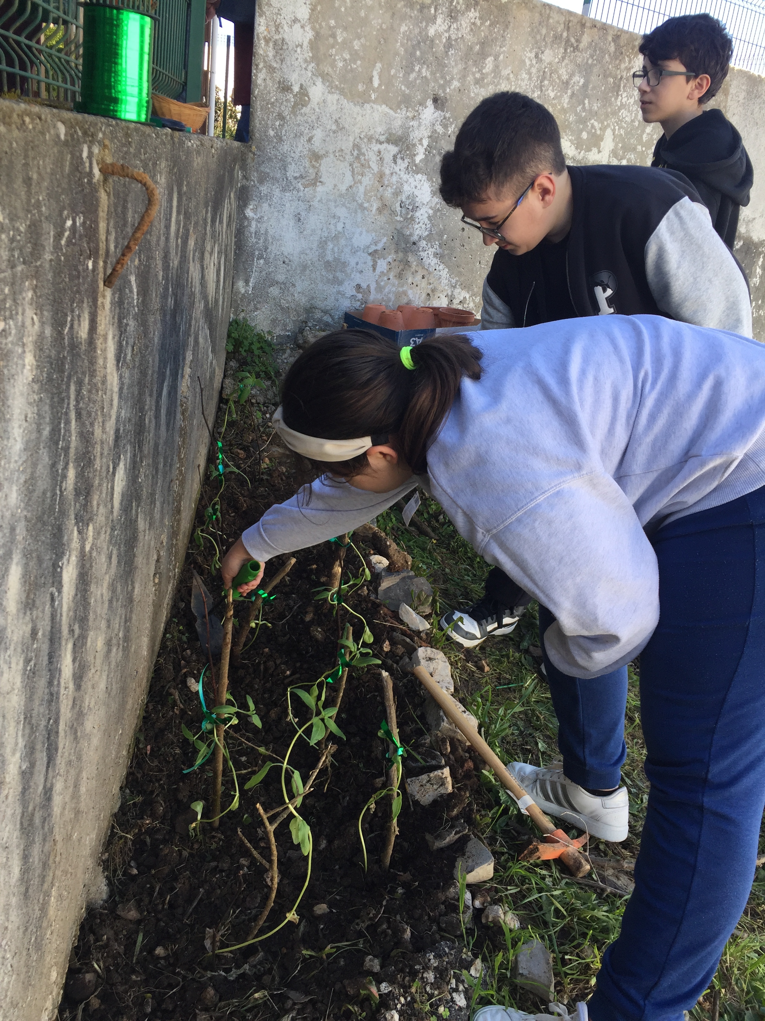 Plantando girassóis