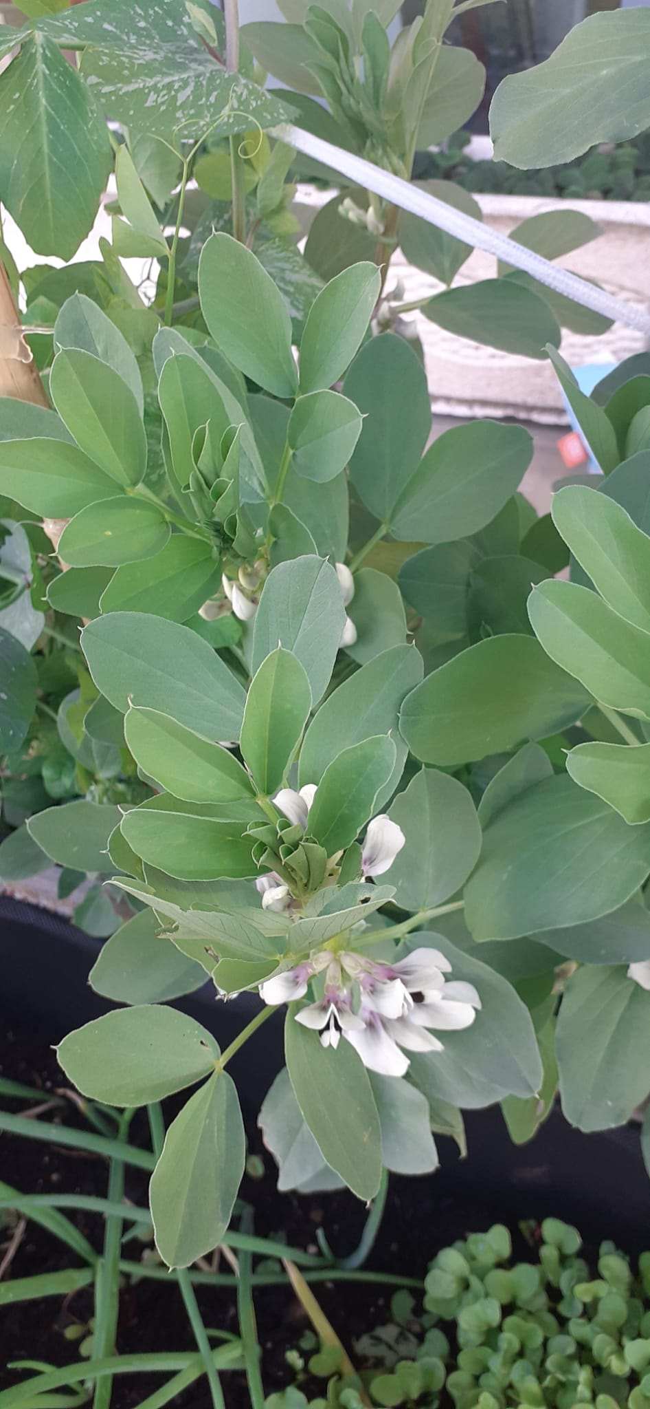 E as favas? Estão tão lindas, já com flor !