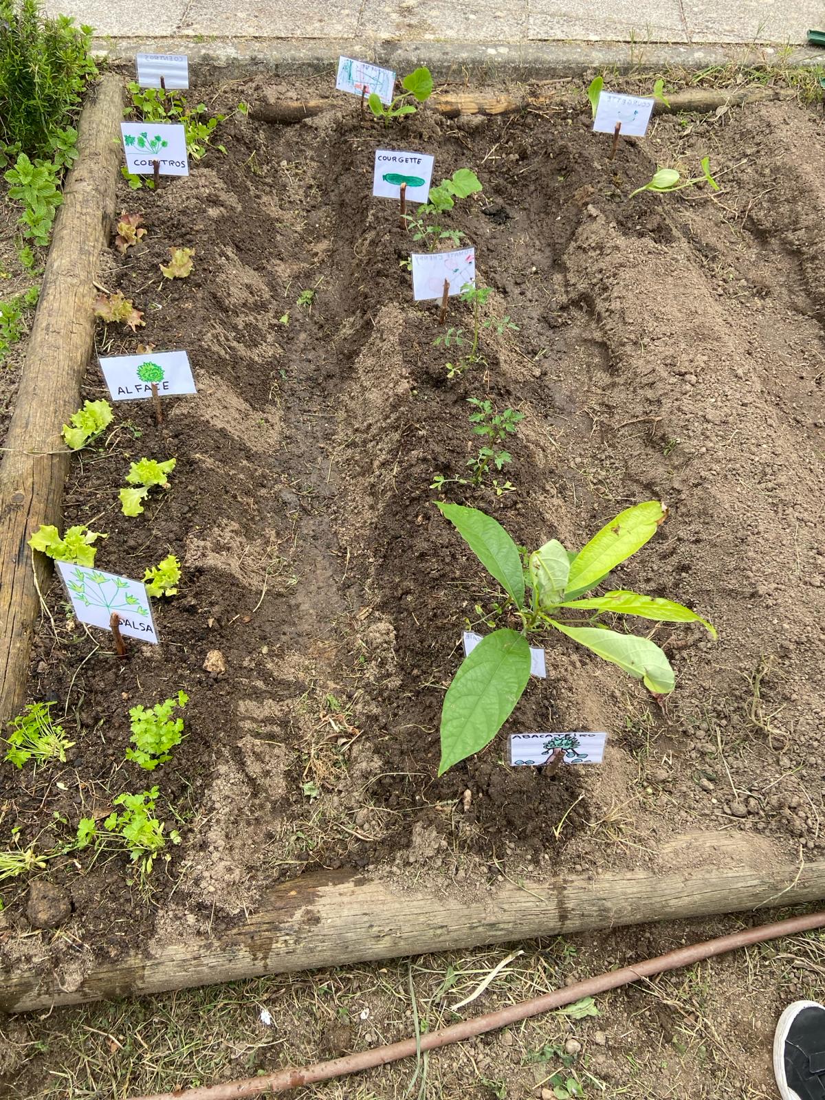 O despontar do que plantámos