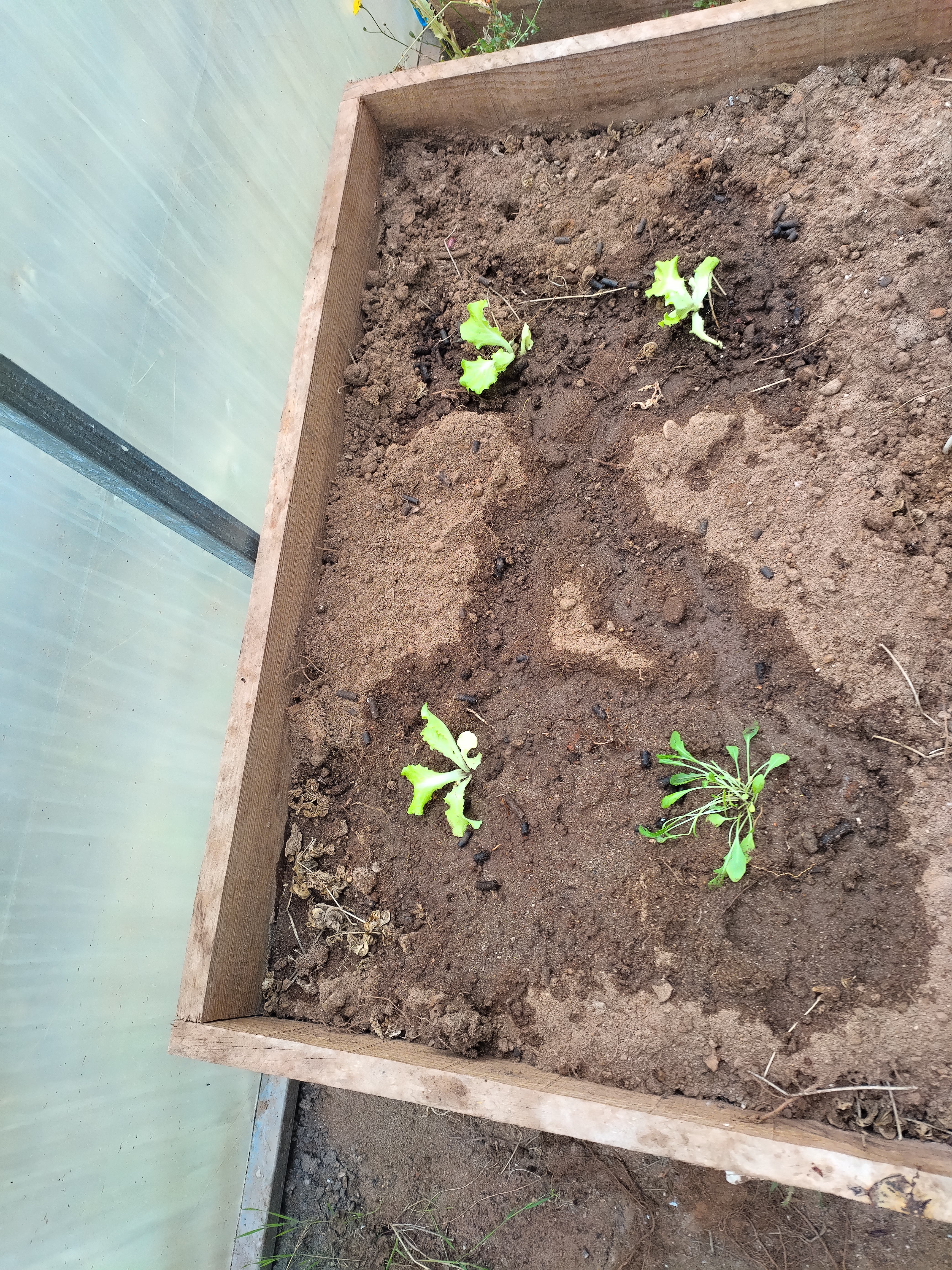 Canteiro da estufa com plantas recentemente plantadas.