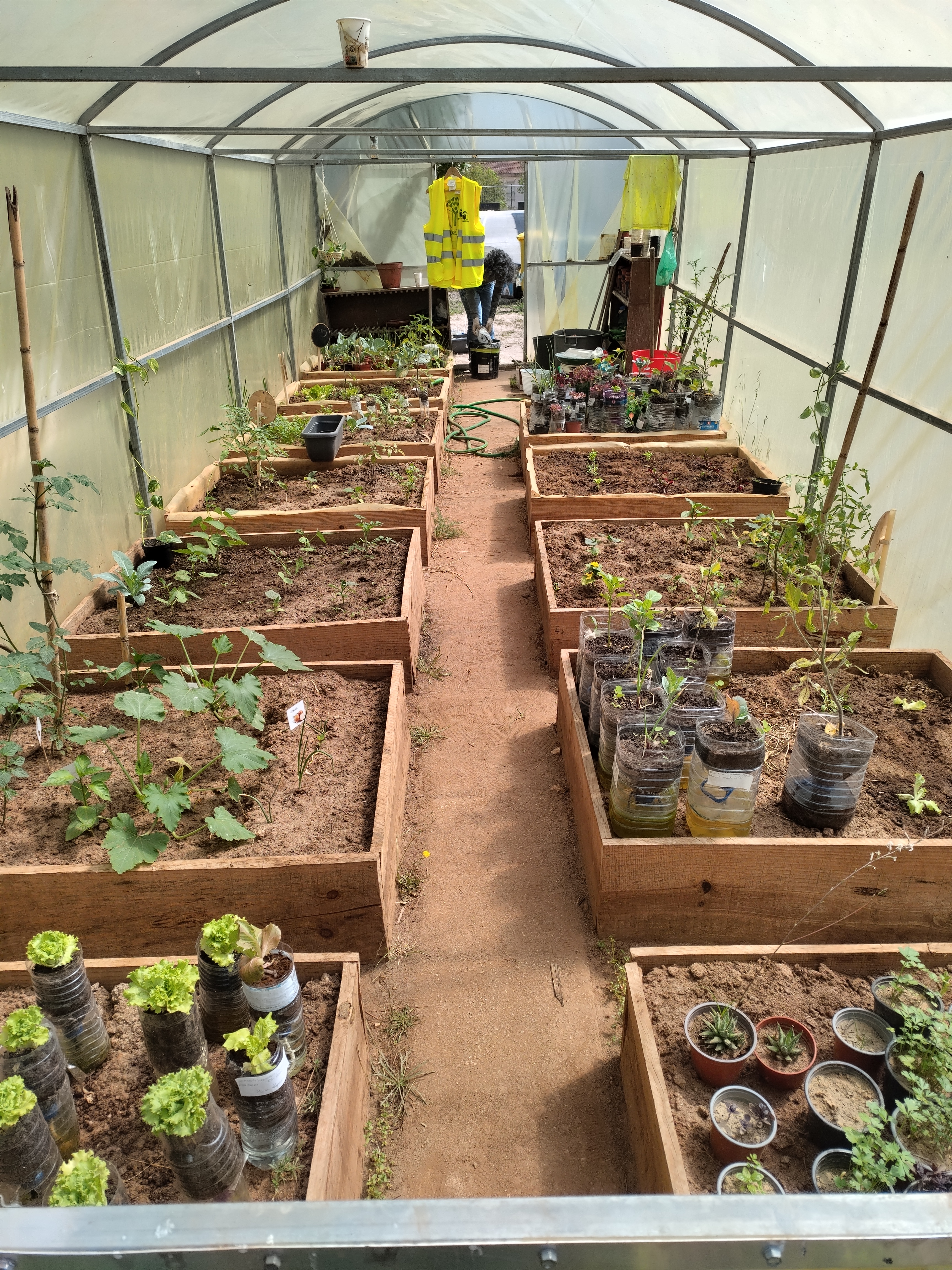 Estufa repleta de canteiros com plantas no meio do seu desenvolvimento.