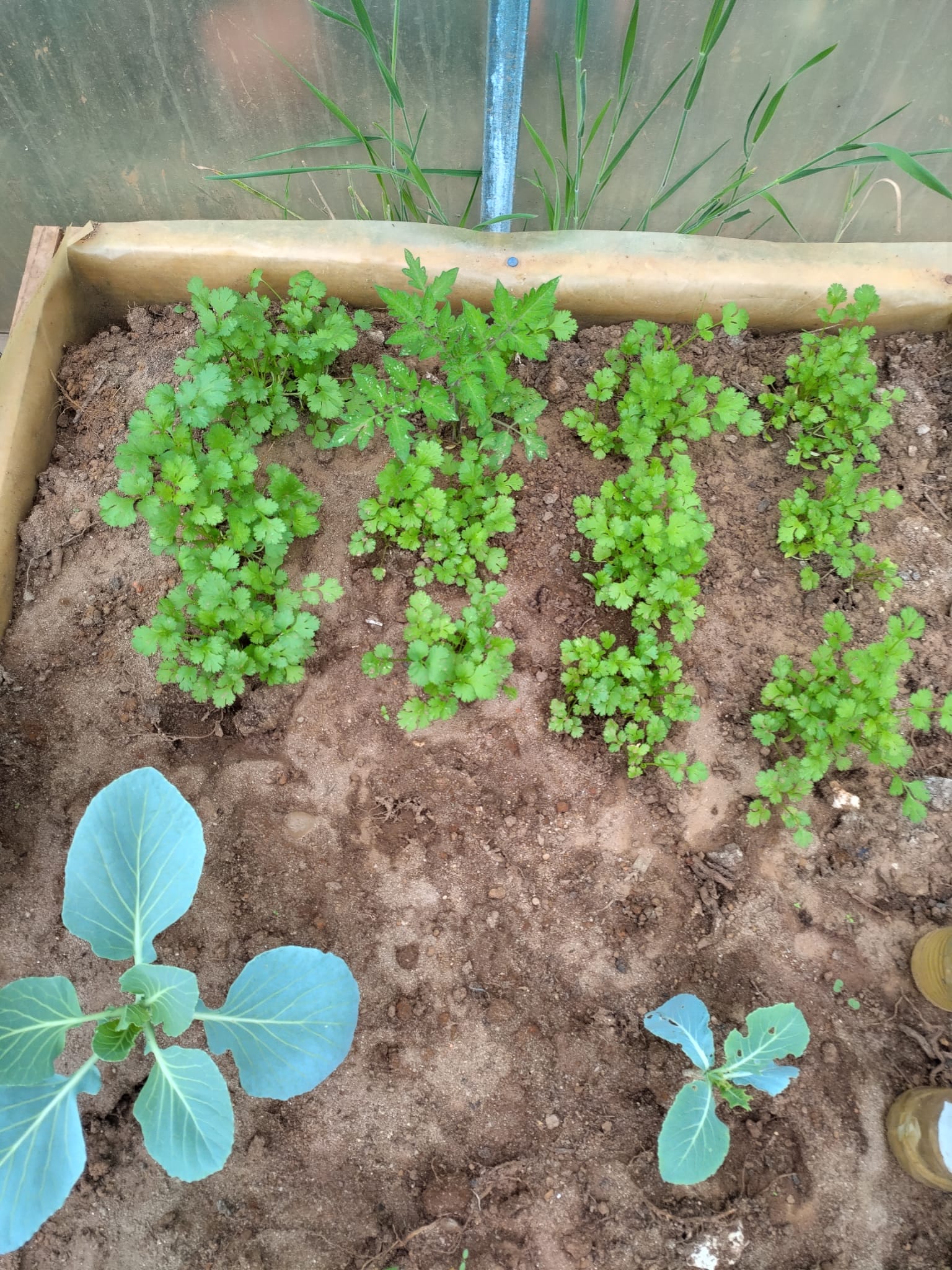 Plantas no canteiro da estufa em desenvolvimento.