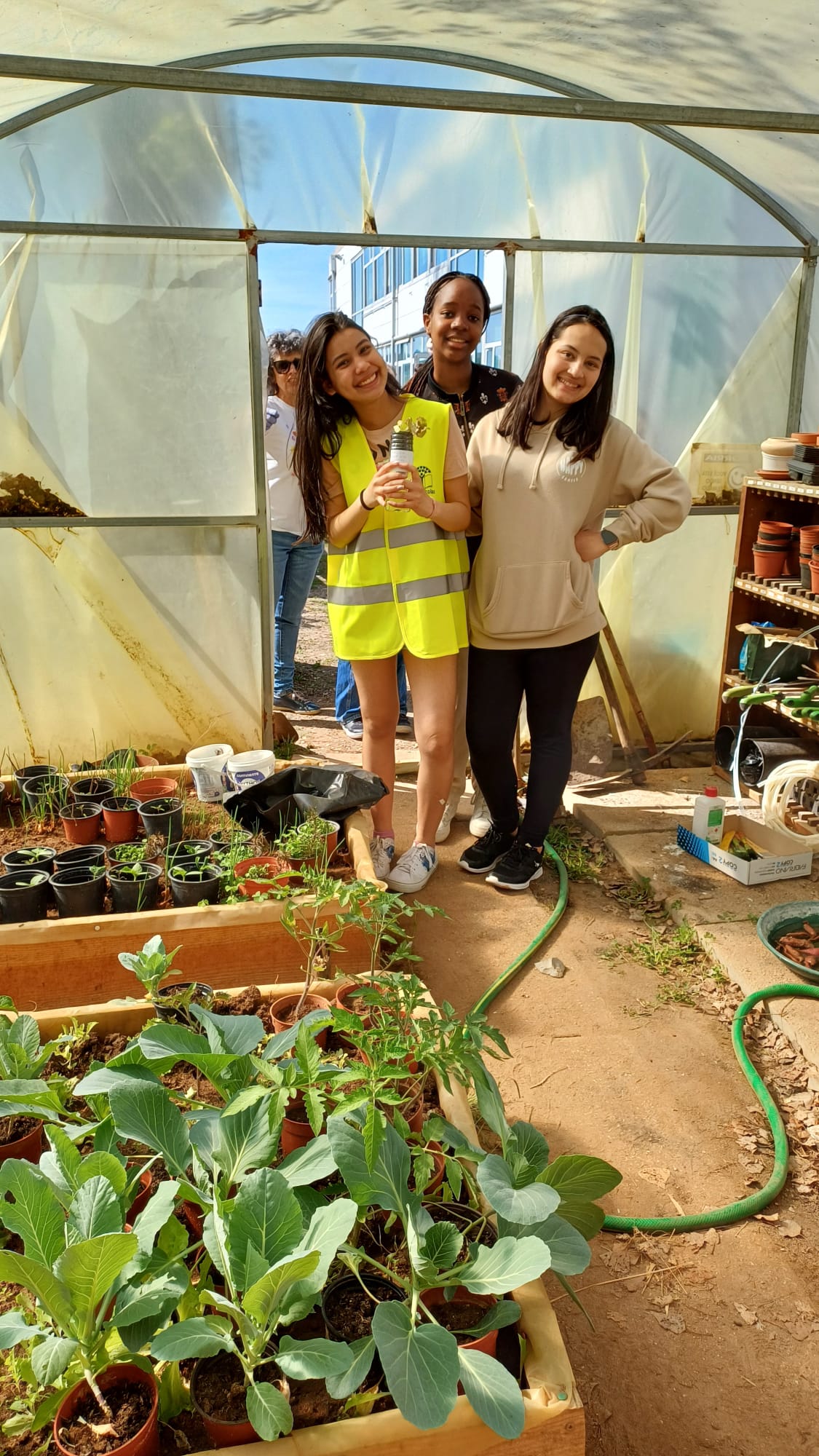 Plantas na estufa já numa fase final do seu desenvolvimento.