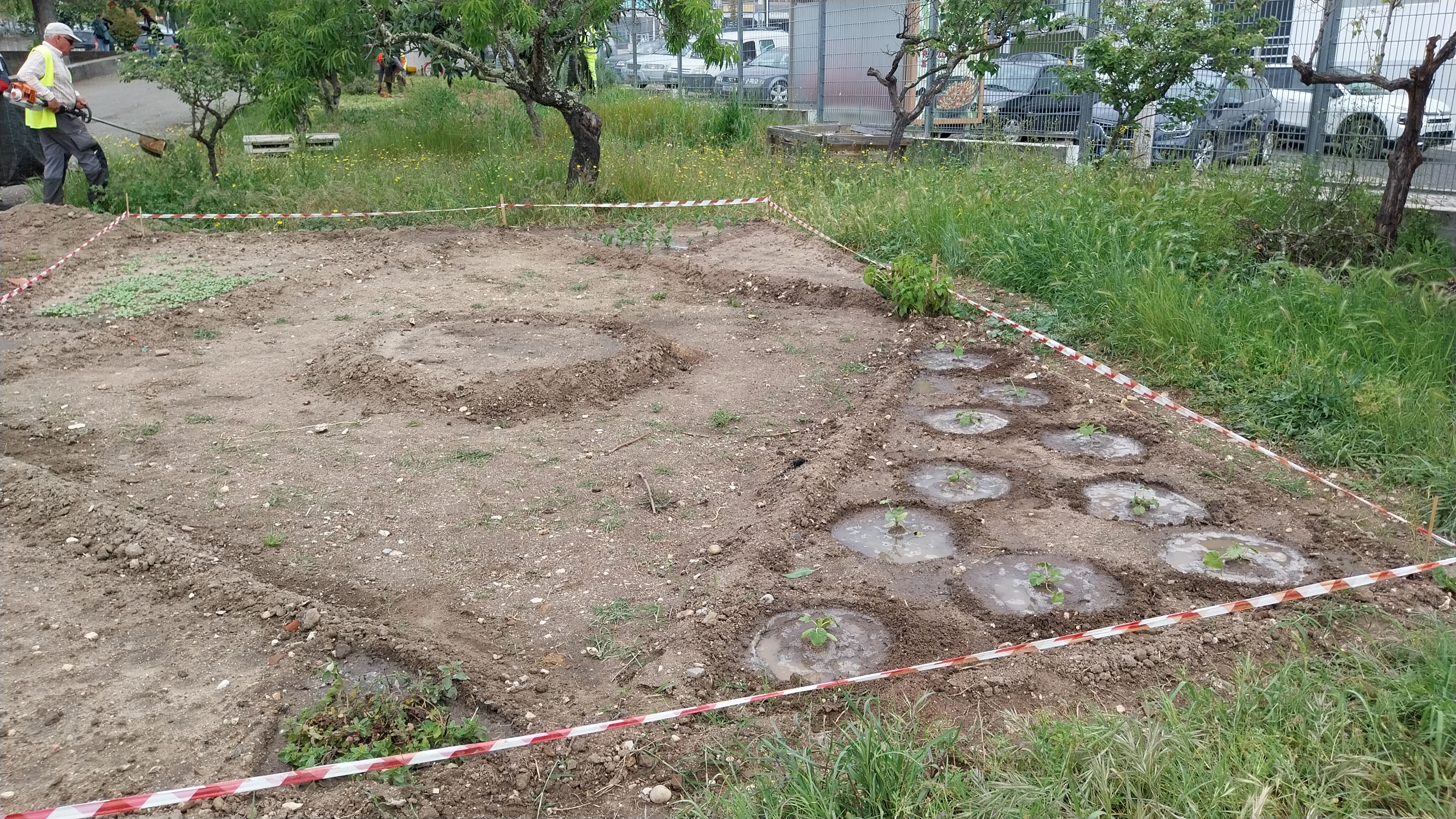 Corte das ervas em torno da horta. Geometria e culturas da horta. Abril 2024
Favas, rabanetes e curgetes. Ervas aromáticas: Erva cidreira, salva, alecrim e orégãos.