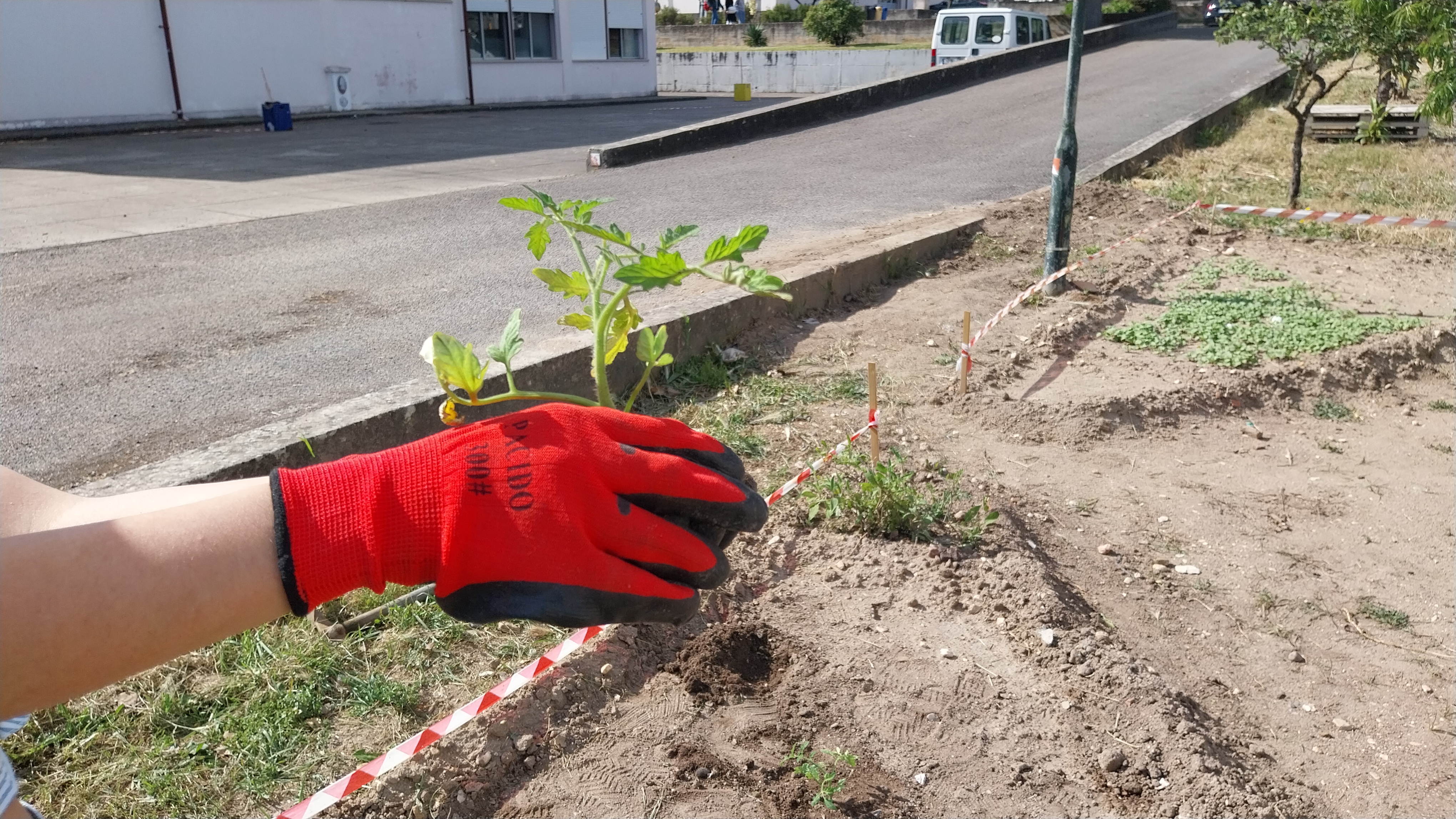 Plantação dos tomateiros. Abril 2024