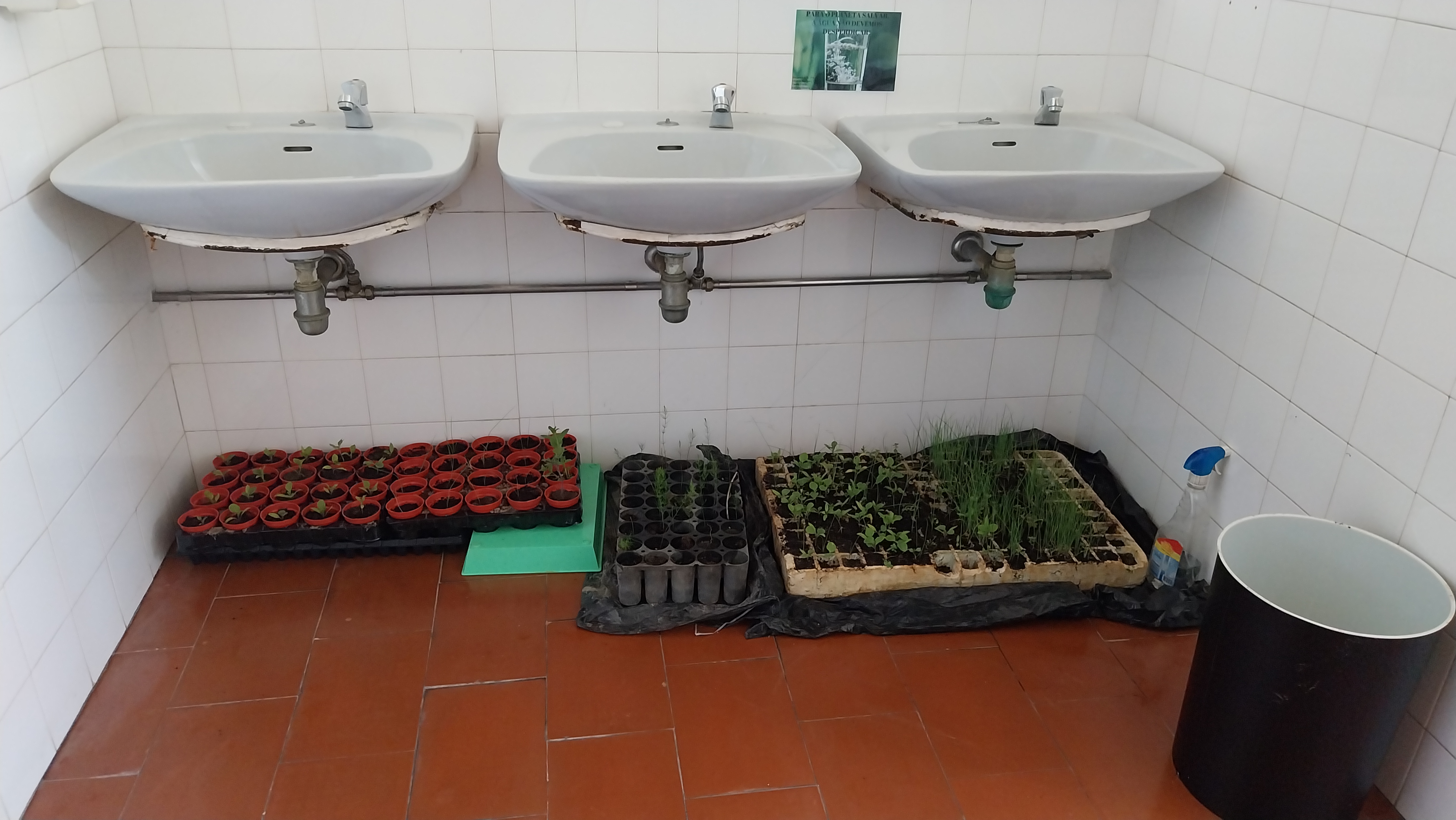 Durante os fins de semana os tabuleiros de viveiros ficam num ambiente fresco. De semana voltam à estufa, até as plantas serem transplantadas para a horta ou vendidas assim.