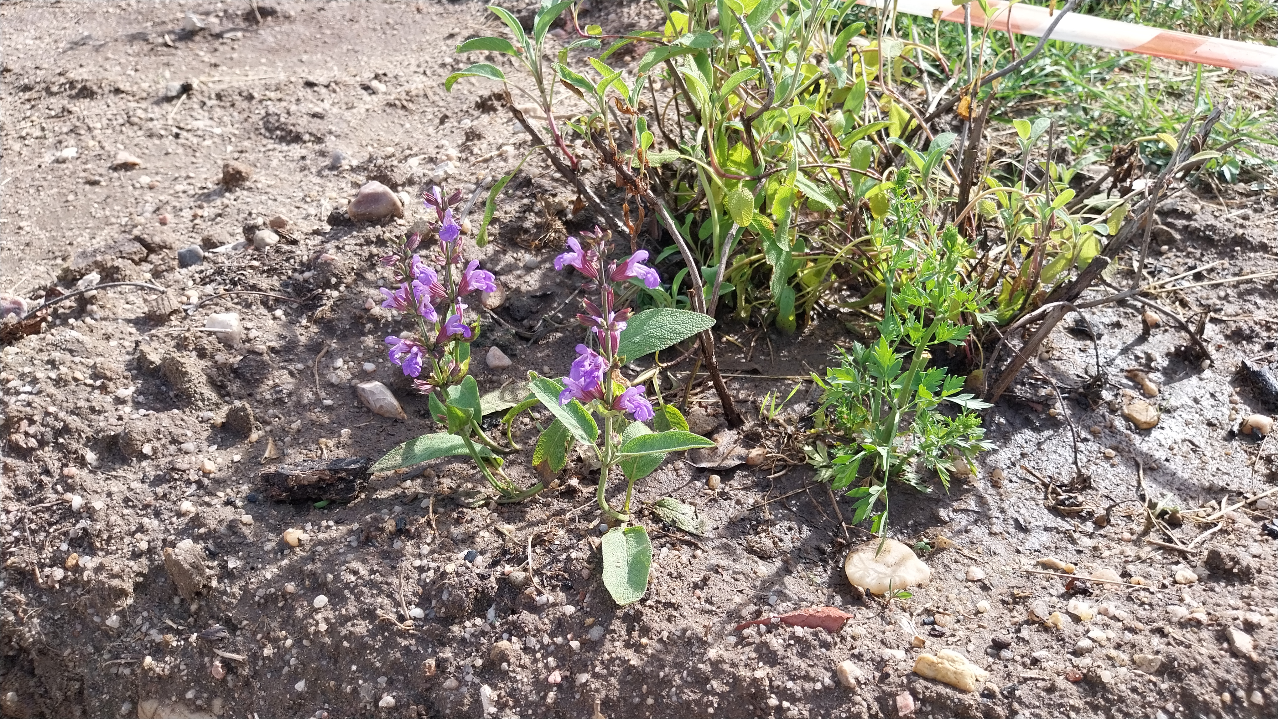 Salva, uma das aromáticas. Duas semanas depois de transplantada deu flor.