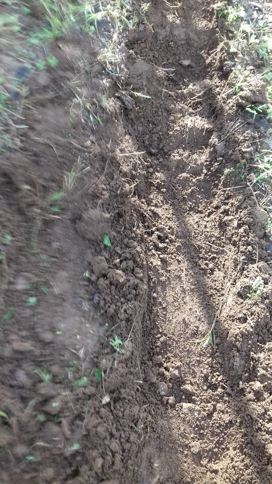 Abertura de rego para sementeira das favas Dezembro