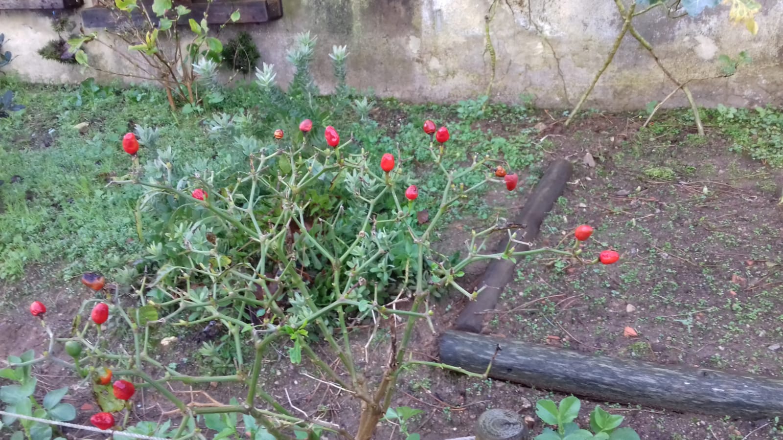 Malaguetas (picante) em Janeiro