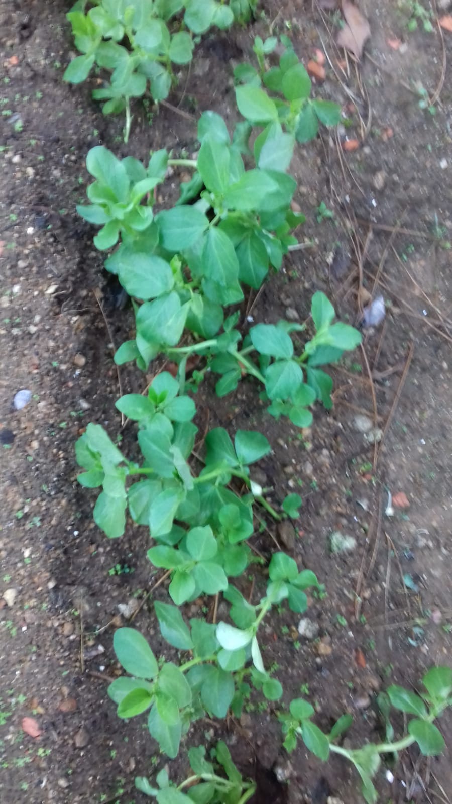 Favas em Janeiro