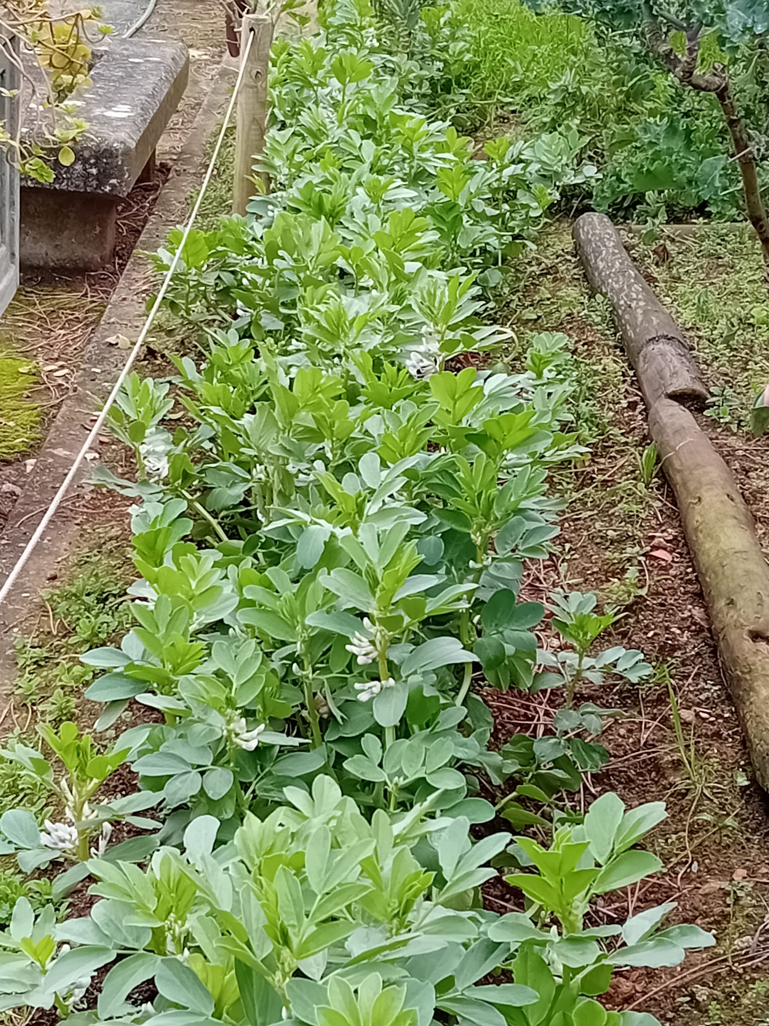 Favas em fevereiro