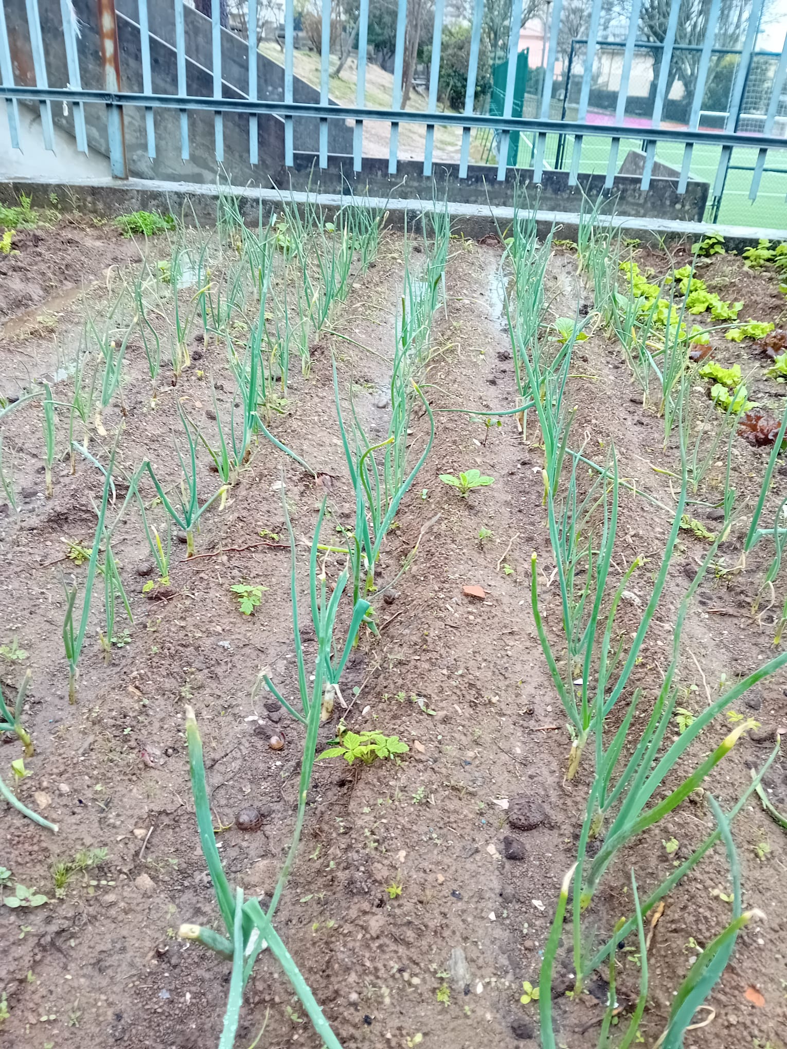 Cebolo em março