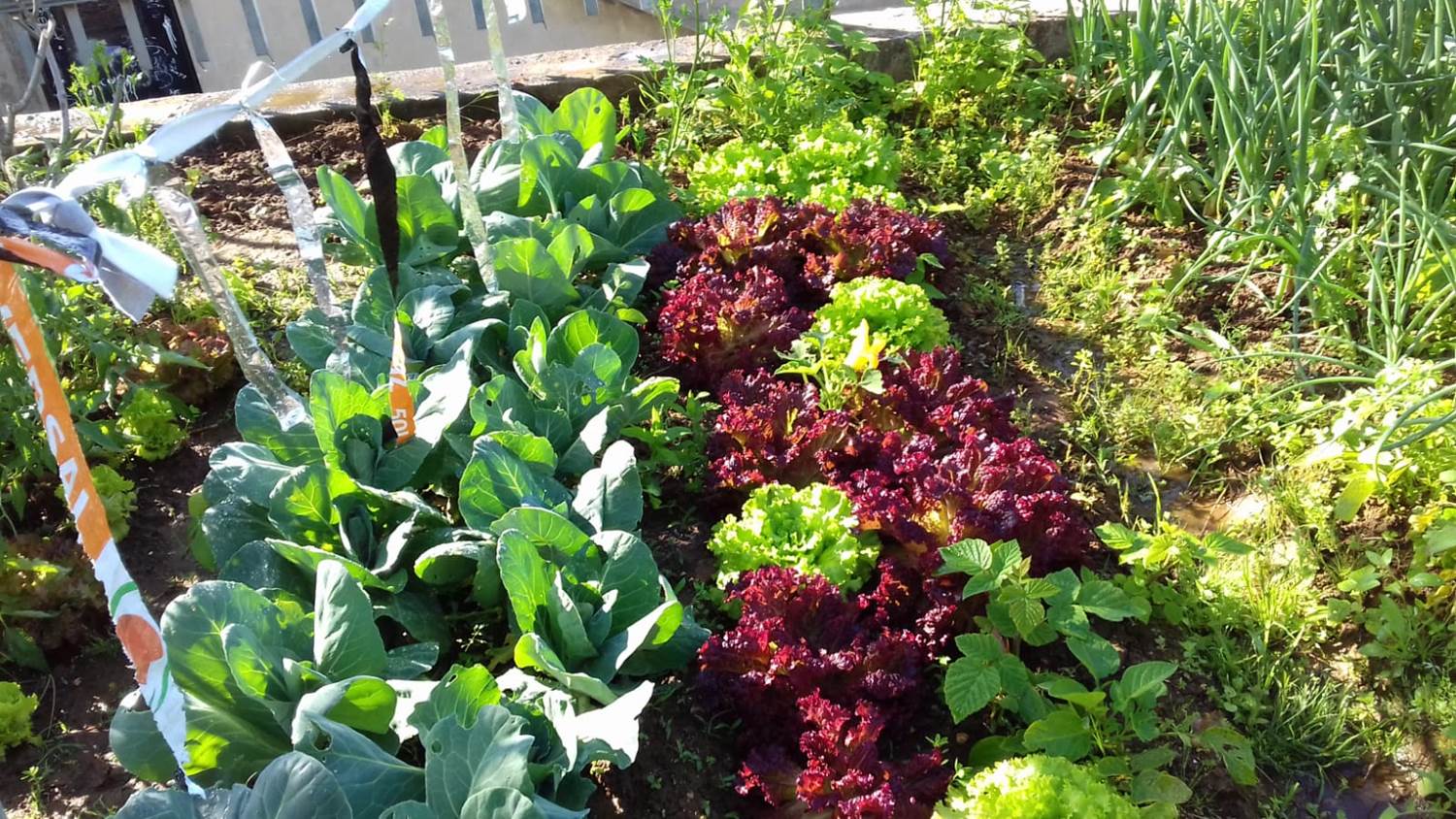 Horta Favas e couves