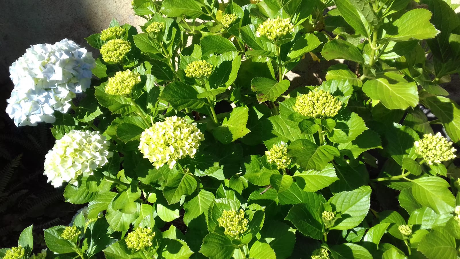 Torrinhas Florido - Hortências