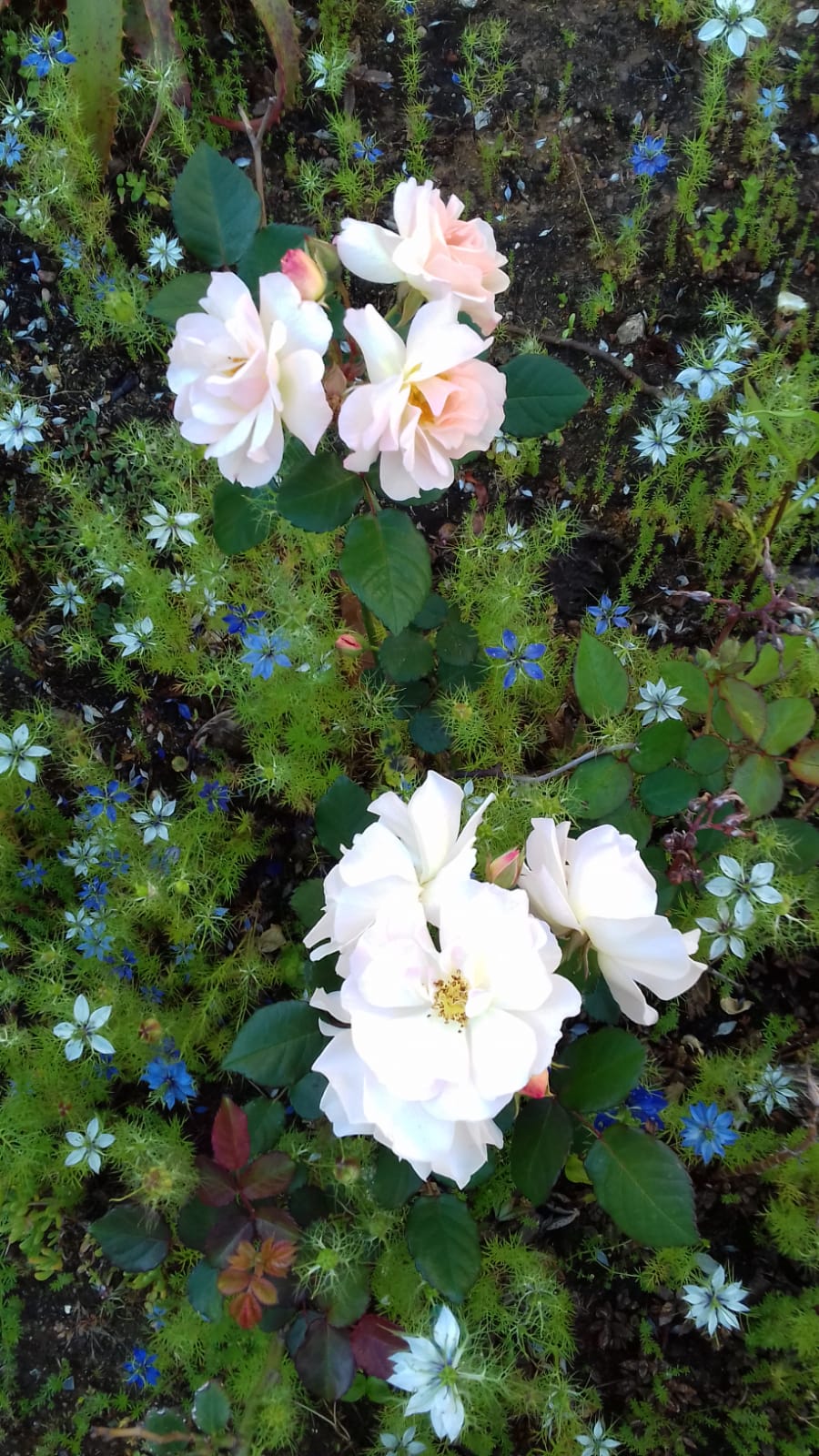 Torrinhas Florido - Rosas