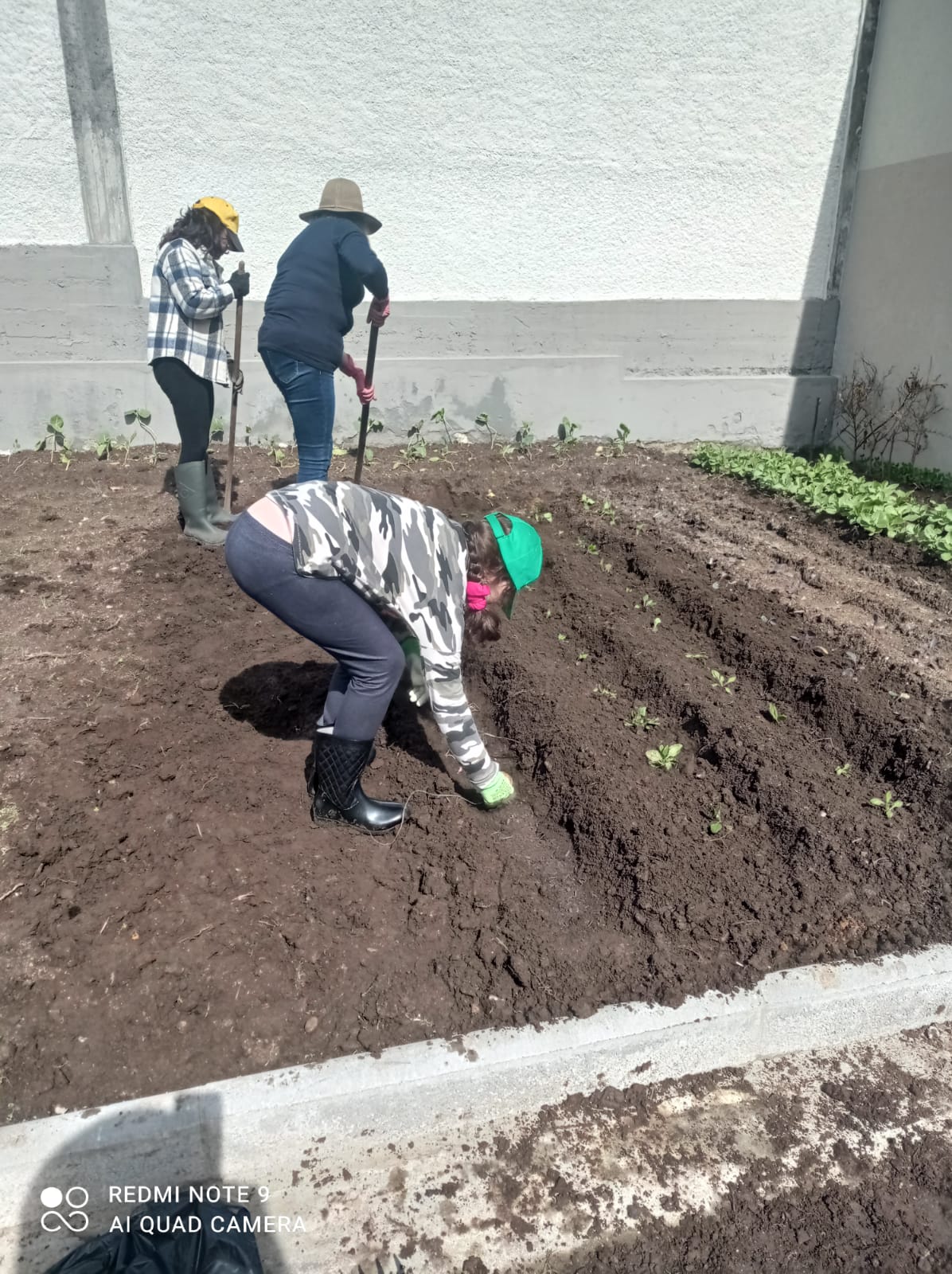 Plantação de espinafres com o apoio dos alunos da Educação Inclusiva.