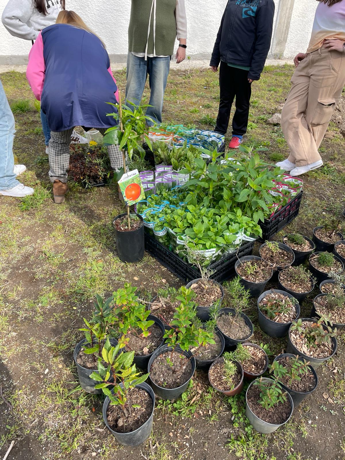 Donativo de uma empresa de Viana do Castelo de ervas aromáticas variadas.