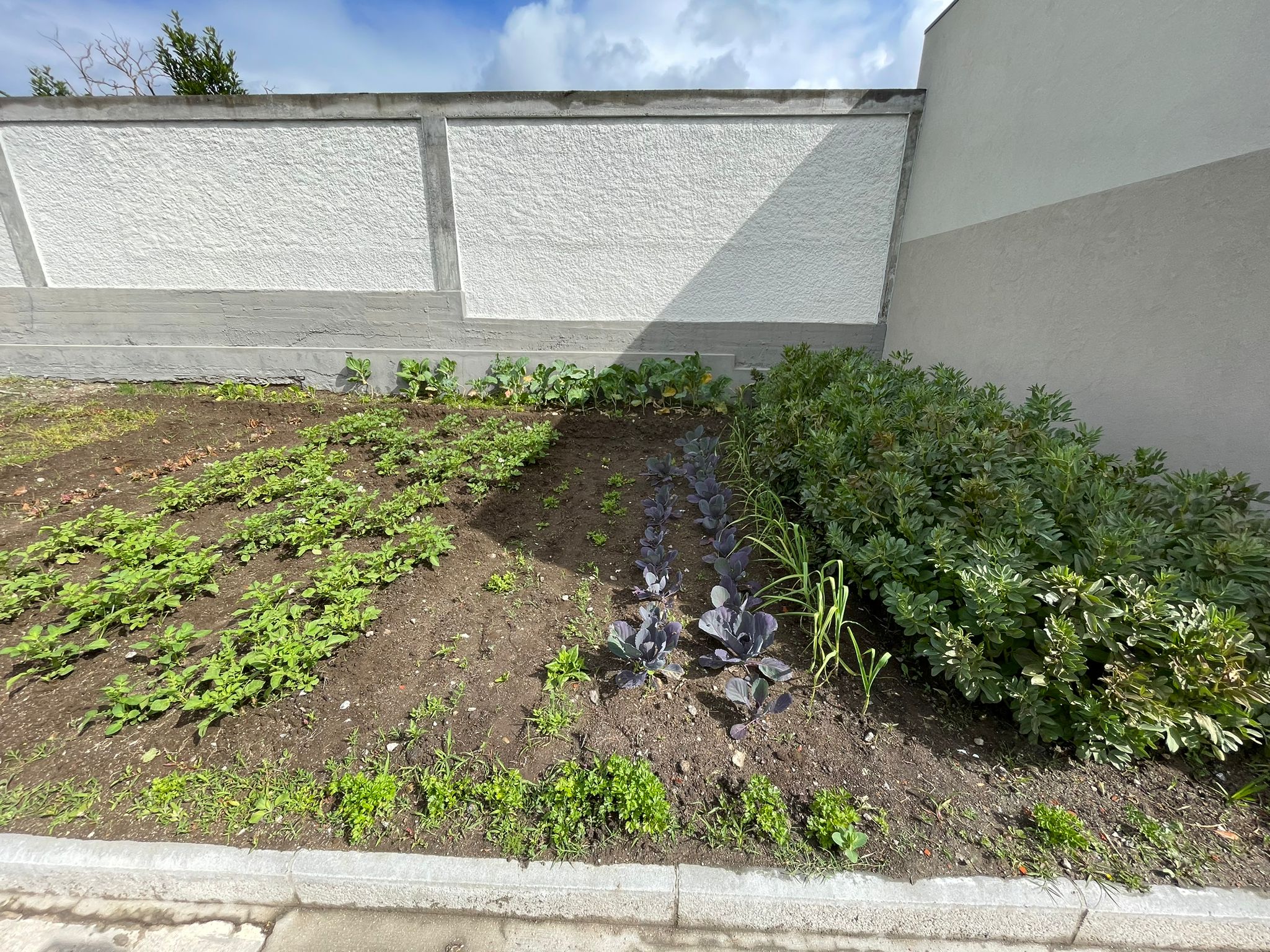 Panoramica dos produtos cultivados até ao momento