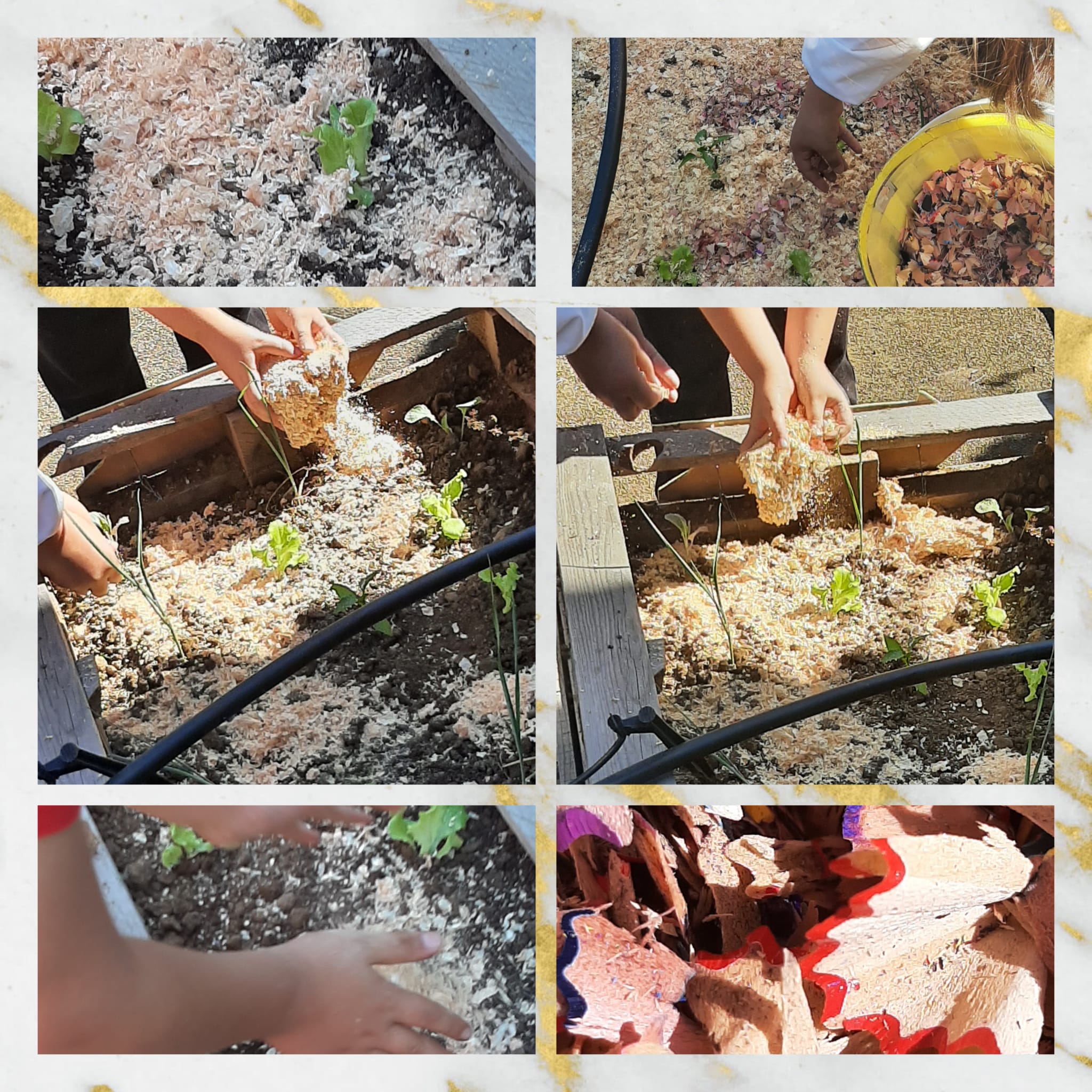 Plantação e cobertura com serrim e aparas de lápis, para manter a humidade do solo.