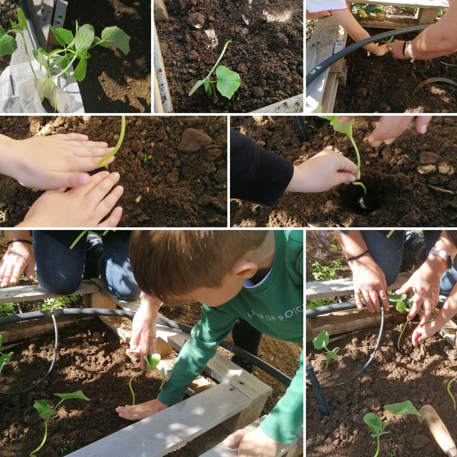 Plantação de pepineiros.