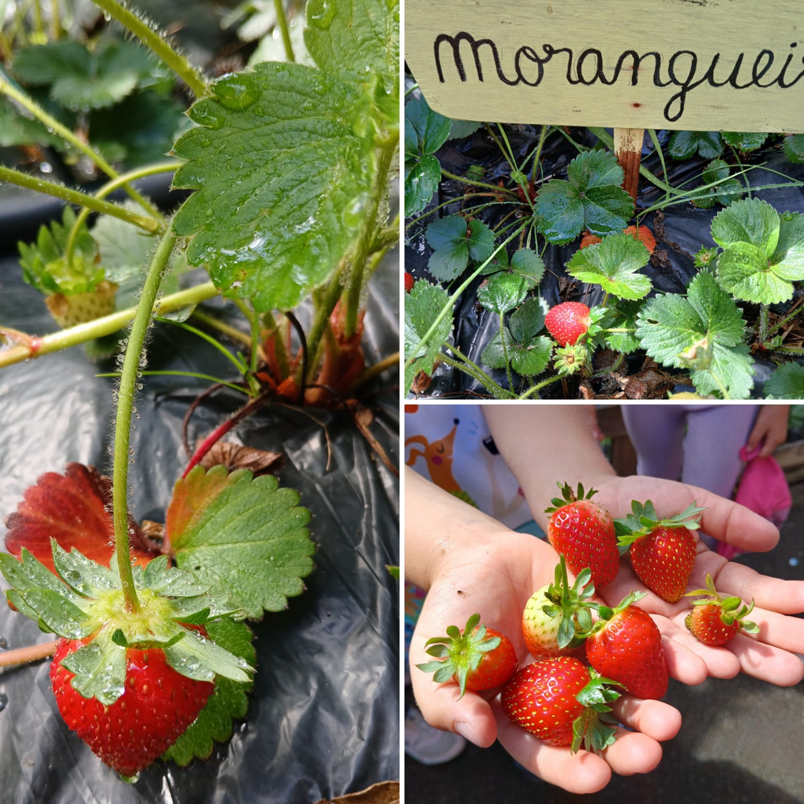 Morangos colhidos pelas crianças em maio.