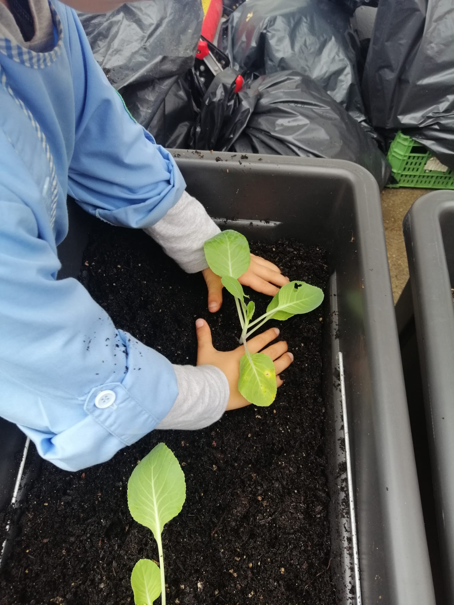 Plantação de couve lombarda - alunos do 3º ano