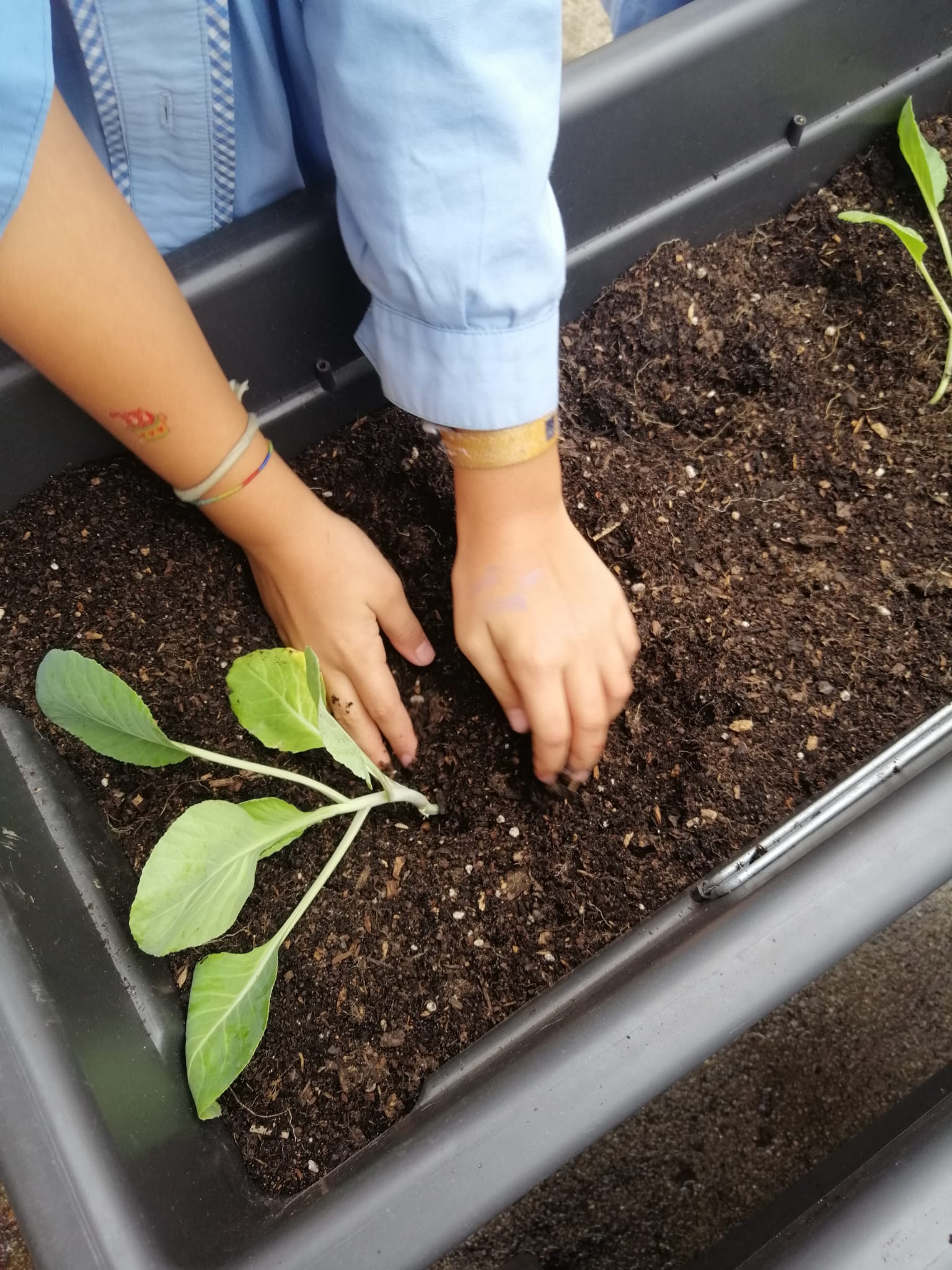 Plantação de couve lombarda - alunos do 3º ano