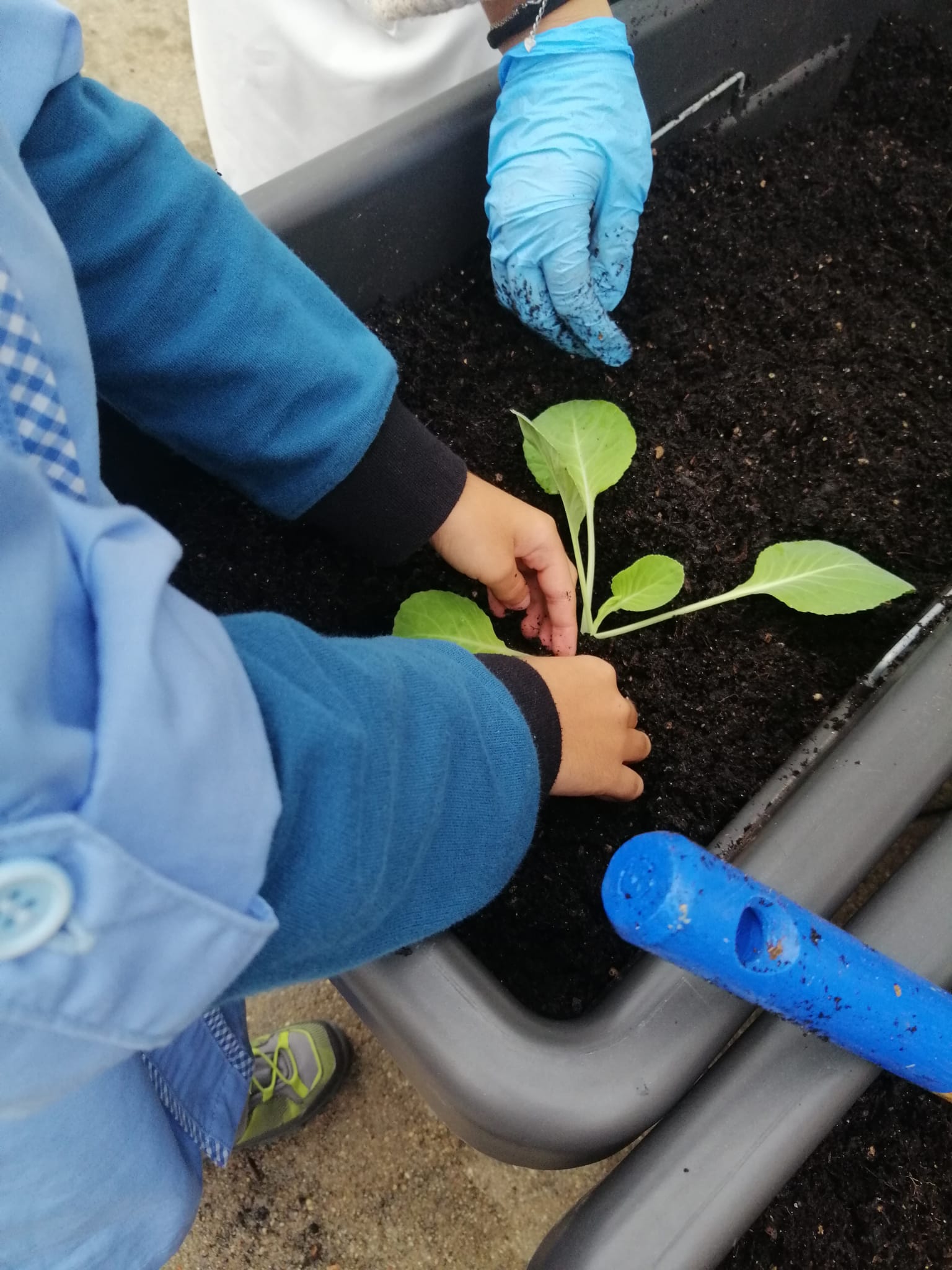 Plantação de couve lombarda - alunos do 3º ano