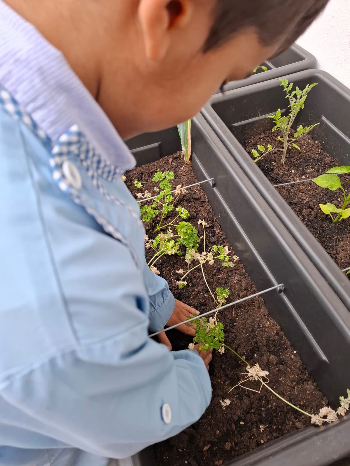 Plantação de pimenteiros, pepineiros e salsa 1 - março 24